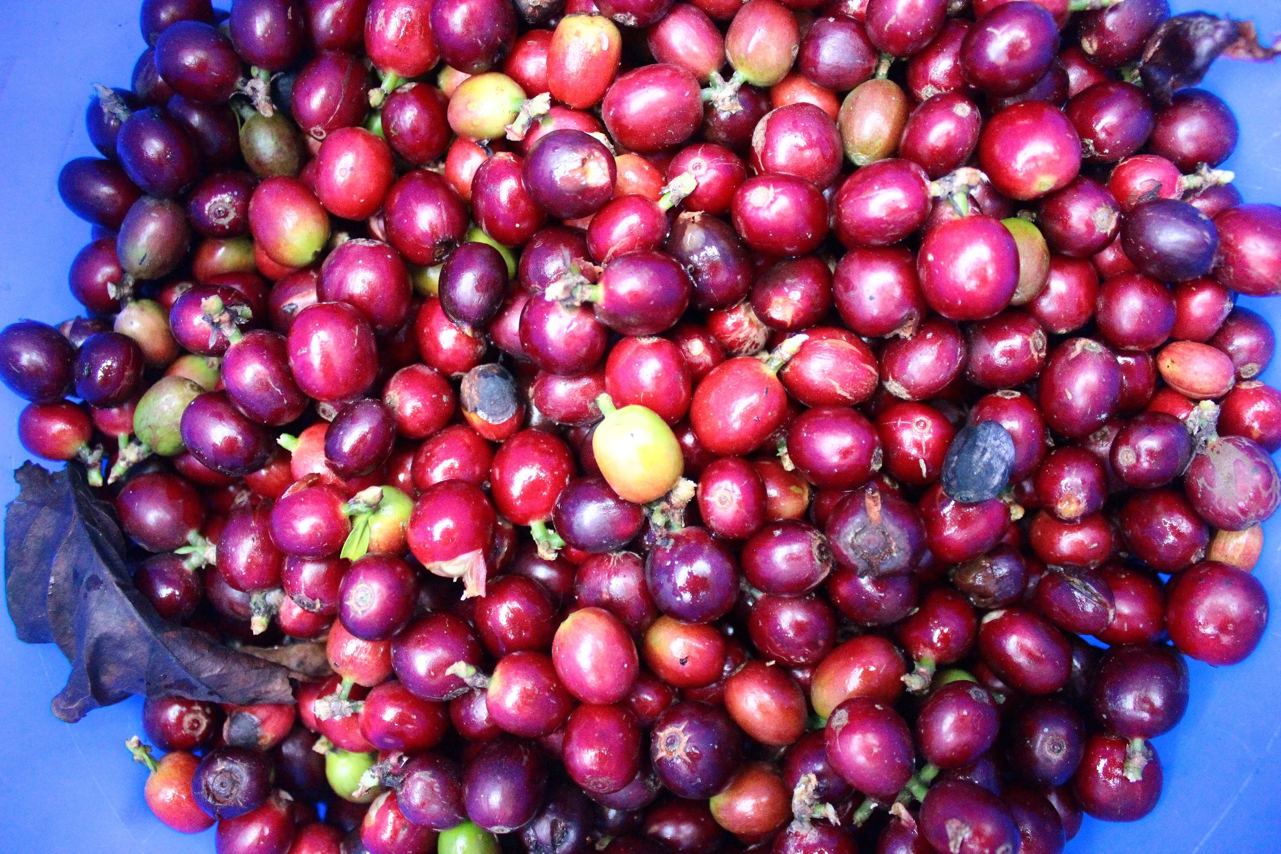  The Harvest 