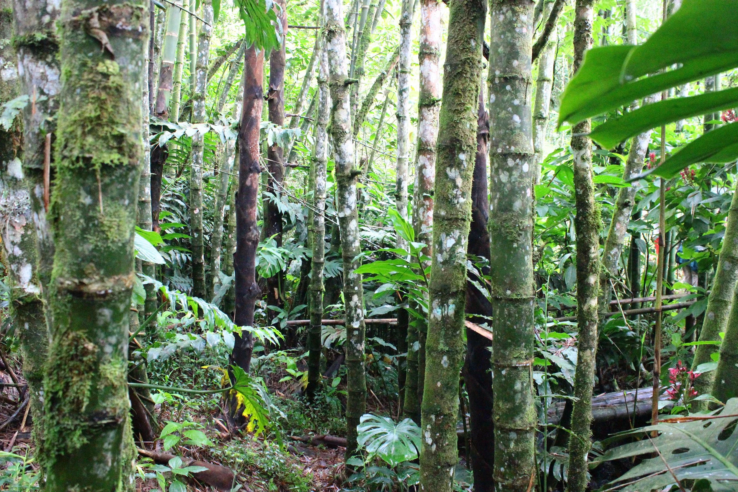  Forrest of Guadua. Native Bamboo. 