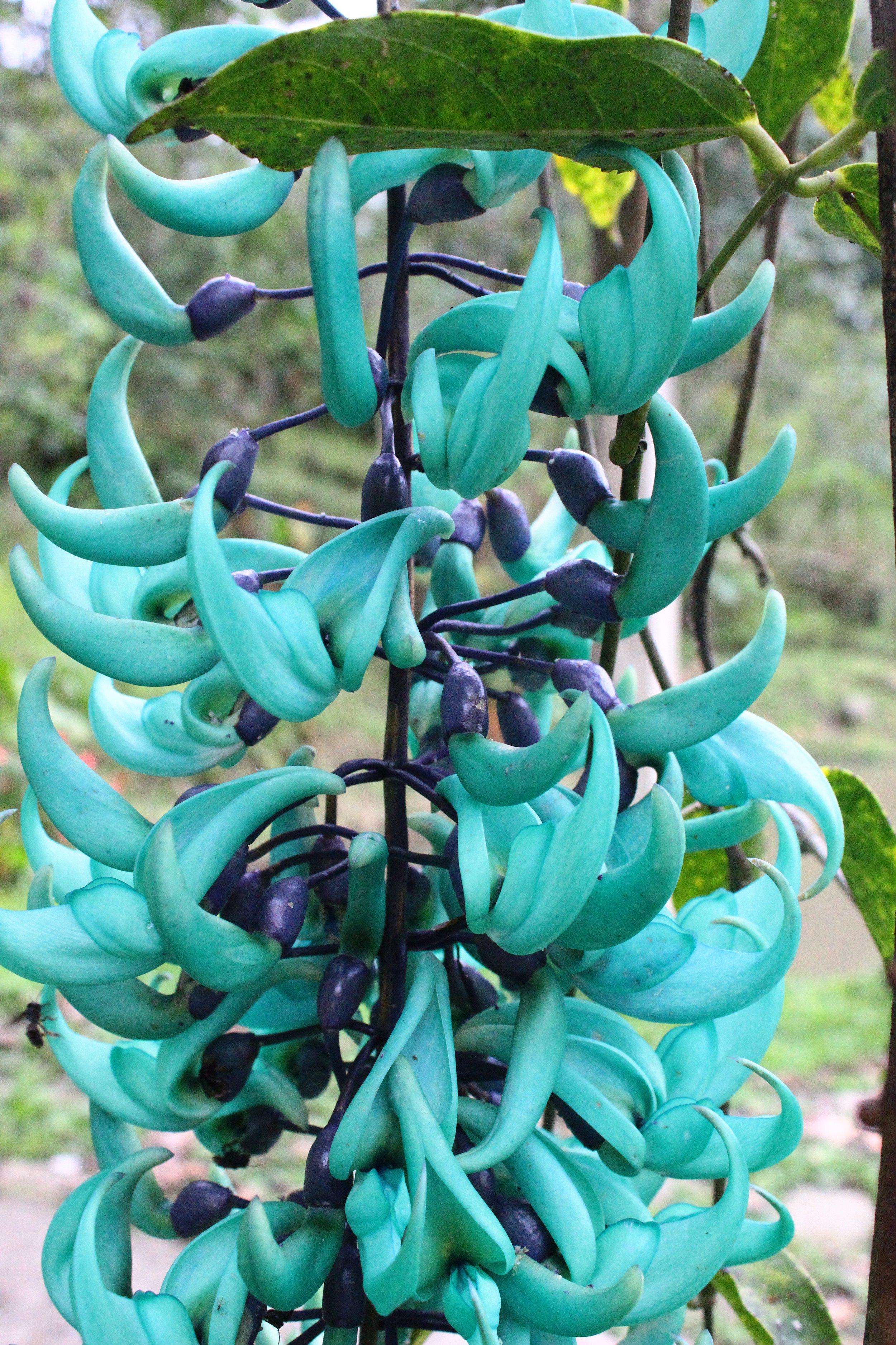  Strongylodon Macrobotrys  Jade Vine 