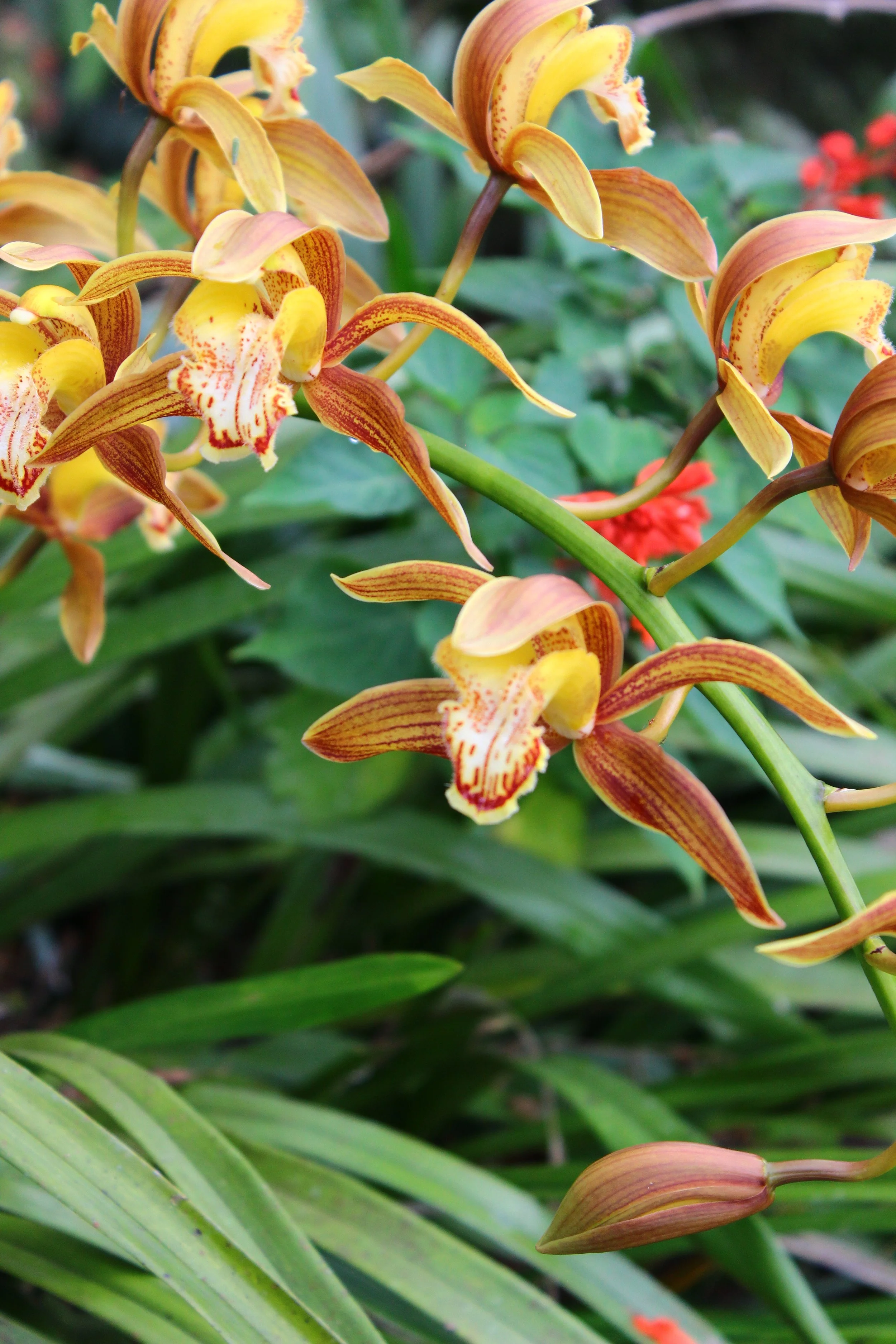  Cymbidium Orchid 