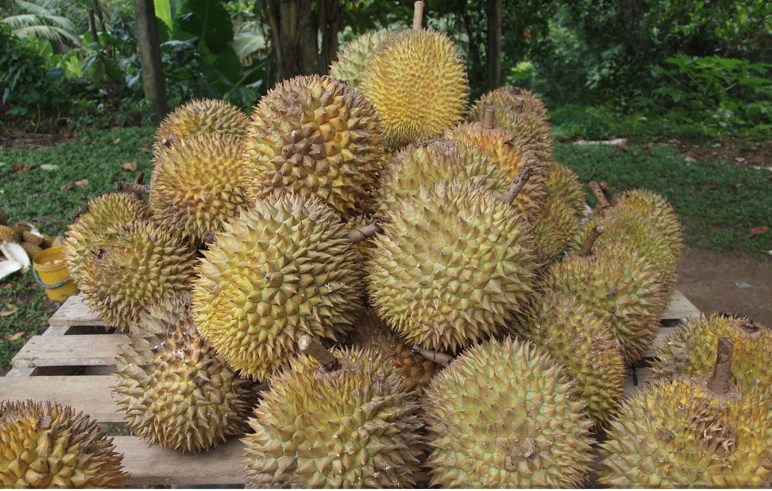 Actual durians. Photo: Kalaiarasasy/Wikipedia under Creative Commons CC BY-SA 3.0