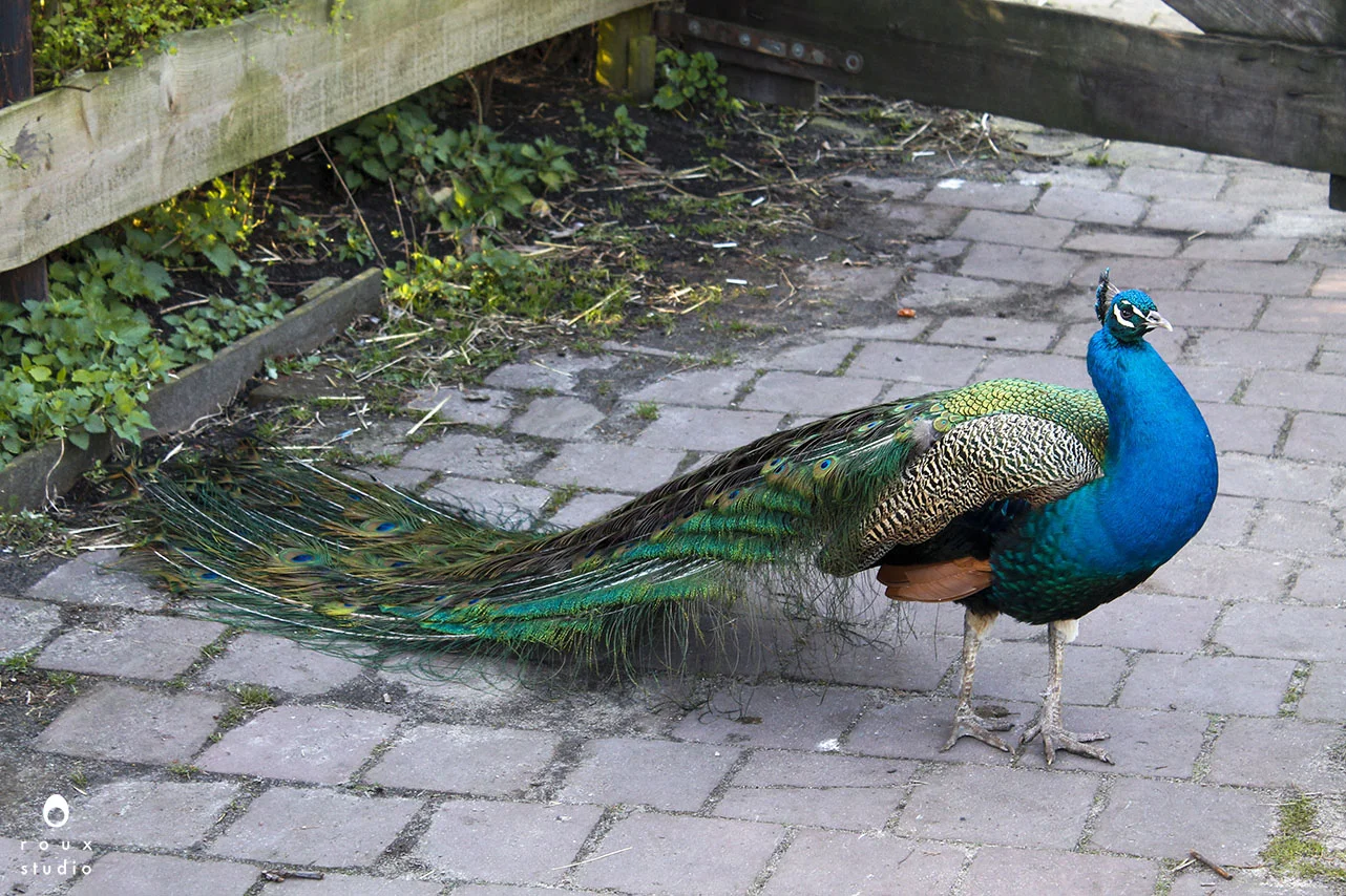 peacock on the farm the netherlands | march 2014