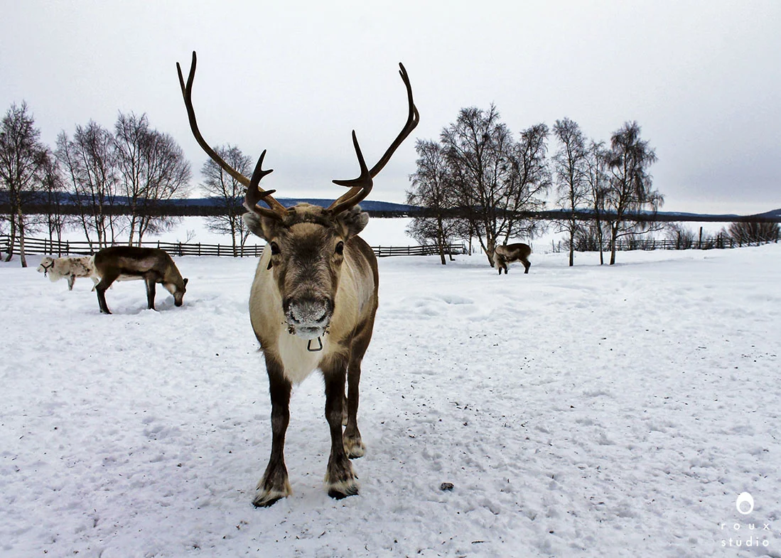 reindeer nutti sámi siida, sweden | march 2013