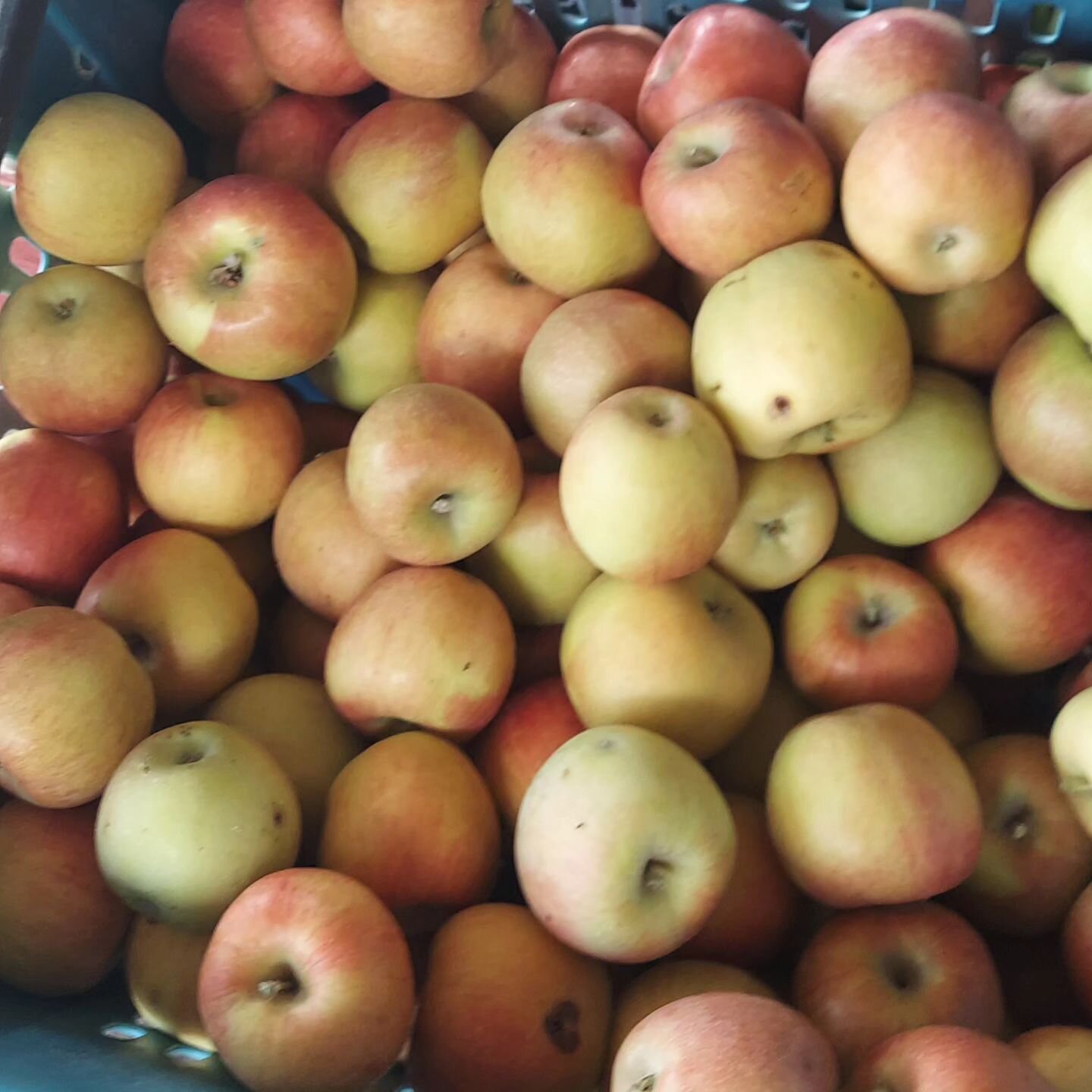 Our Apples and Pears  are sooooo good this year!! Our veggies are yummy, too. 😋

Fall is just the best

Come visit!! Farm Store is Open 
Wednesday, Thursday and Friday 12-6
Saturday &amp; Sunday 10-4