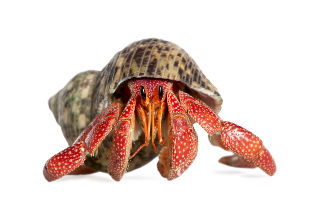 Want to gift a cat, or puppy? Hold up brah! Hermit Crabs make waaaay gooder gifts. They don't shed hair balls, puke on your rug, chew up the couch, or eat stinky stuff. Just make sure you go recuse one from a pet shop rather than poach one from a tide pool.