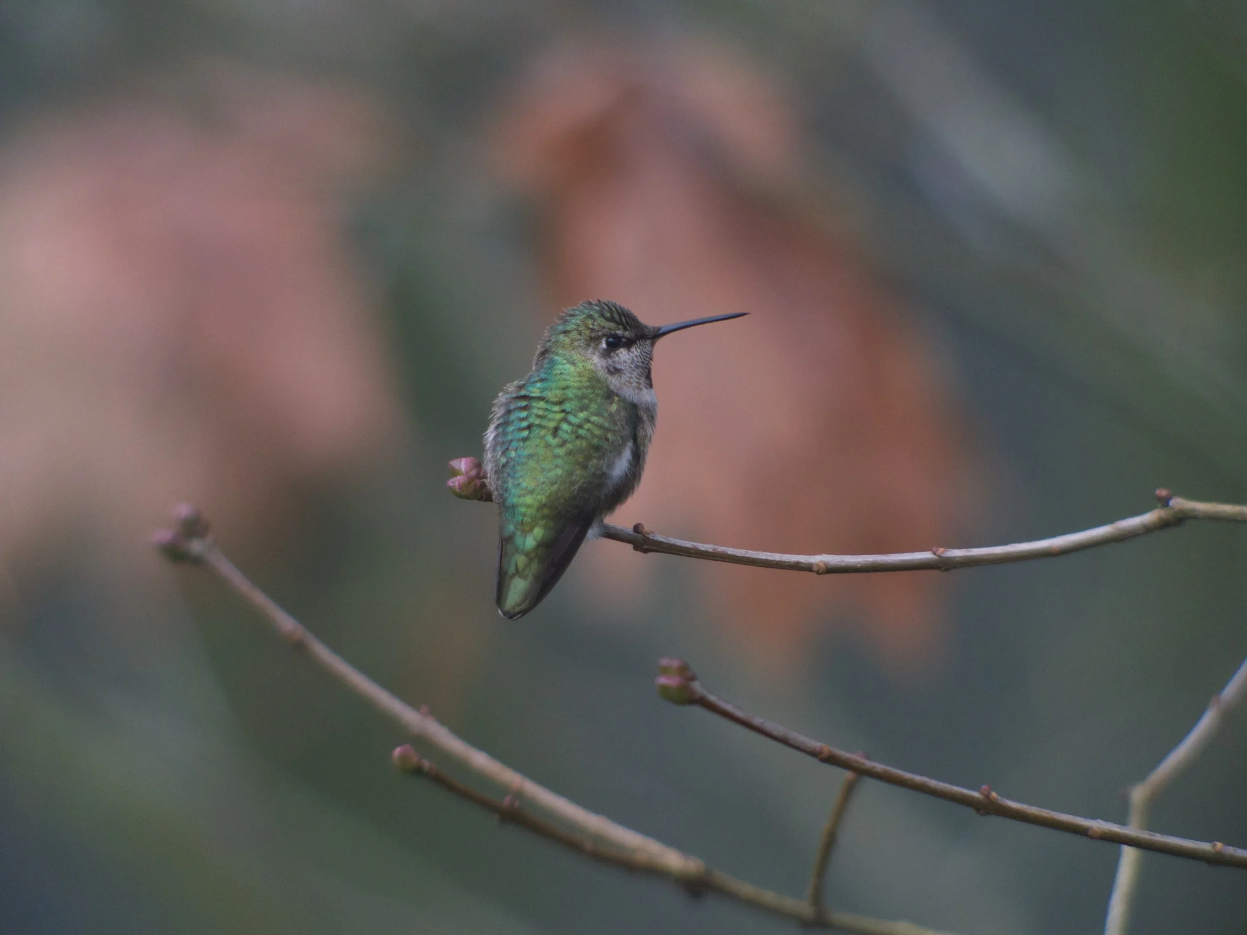 Anna's Hummingbird.jpg