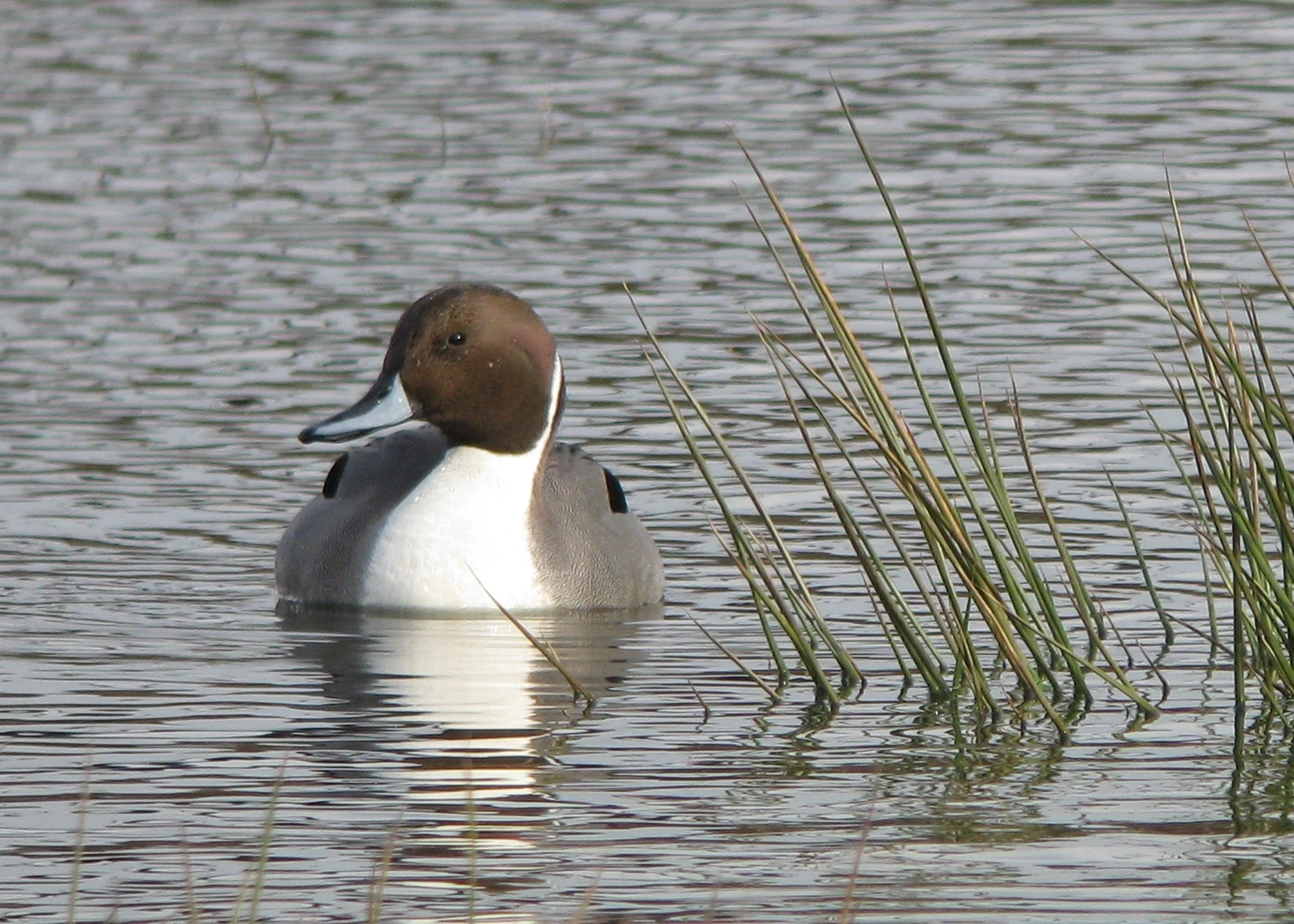 Northern Pintail.jpg