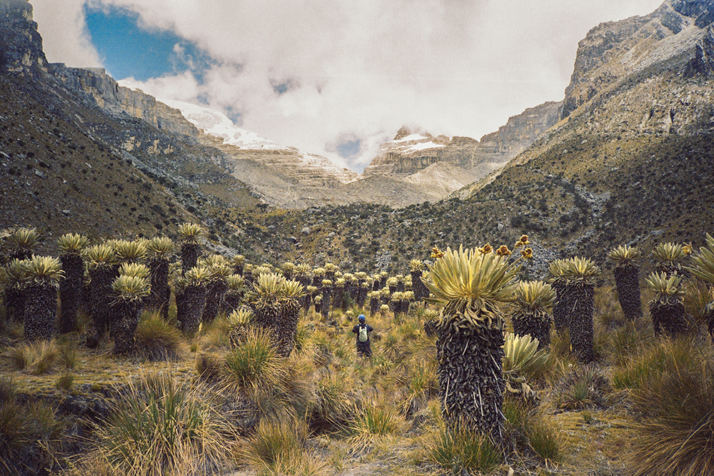 Frailejón plants start their spring bloom under the snow-capped peak of Pan de Azúcar .