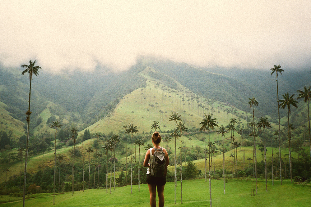 Cocora Valley boasts the tallest palm trees in the world. Walking around under the 200-foot wax palms made me feel like I was on the set of Honey, I Shrunk the Kids .