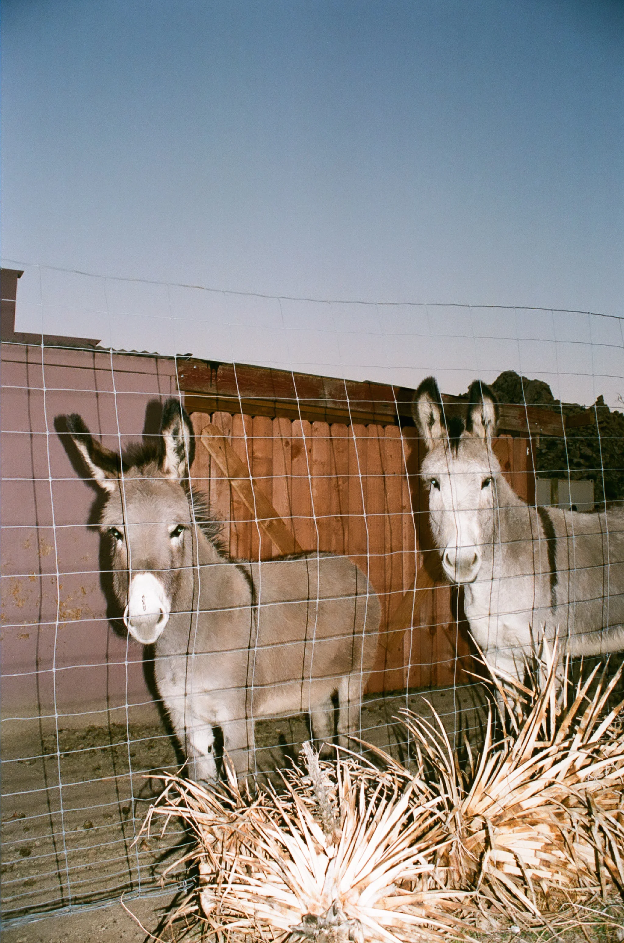 DESERT_&_DENIM_2017_35MM_18.jpg