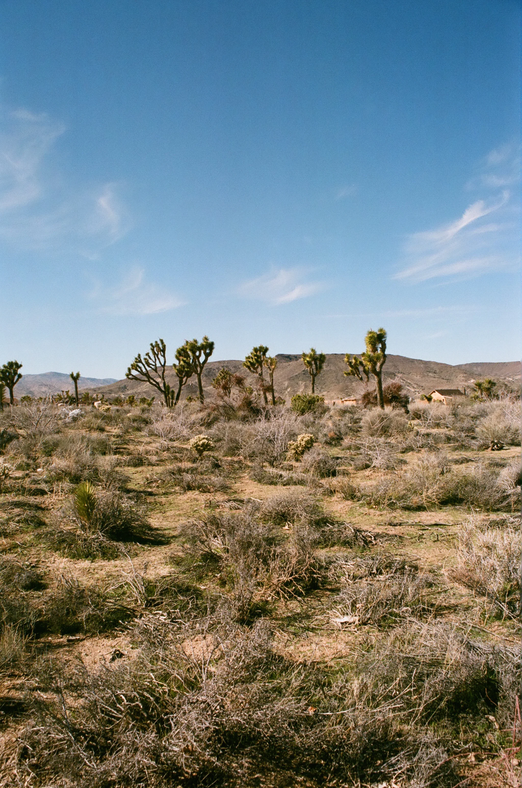 DESERT_&_DENIM_2017_35MM_15.jpg