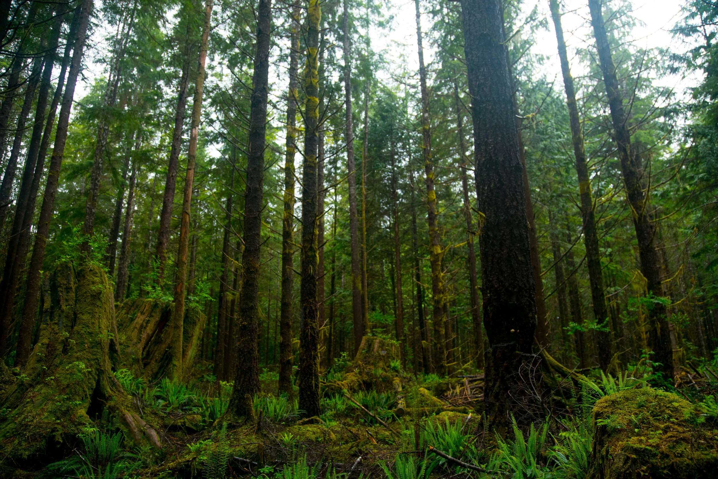 STAYWILD_VANS_TOFINO_PHOTOS_11.JPG