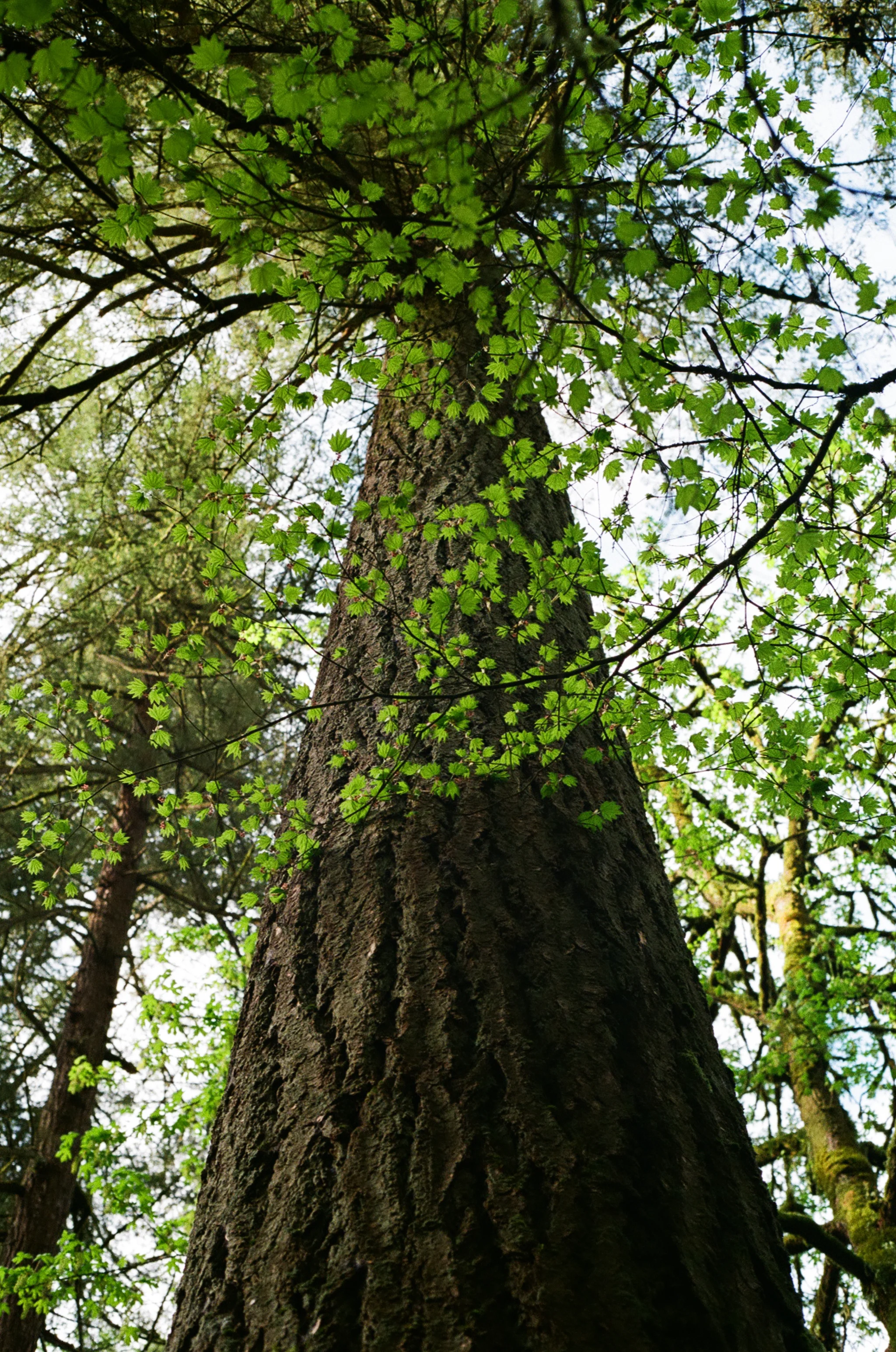 STAYWILD_PDX_35MM_97.JPG
