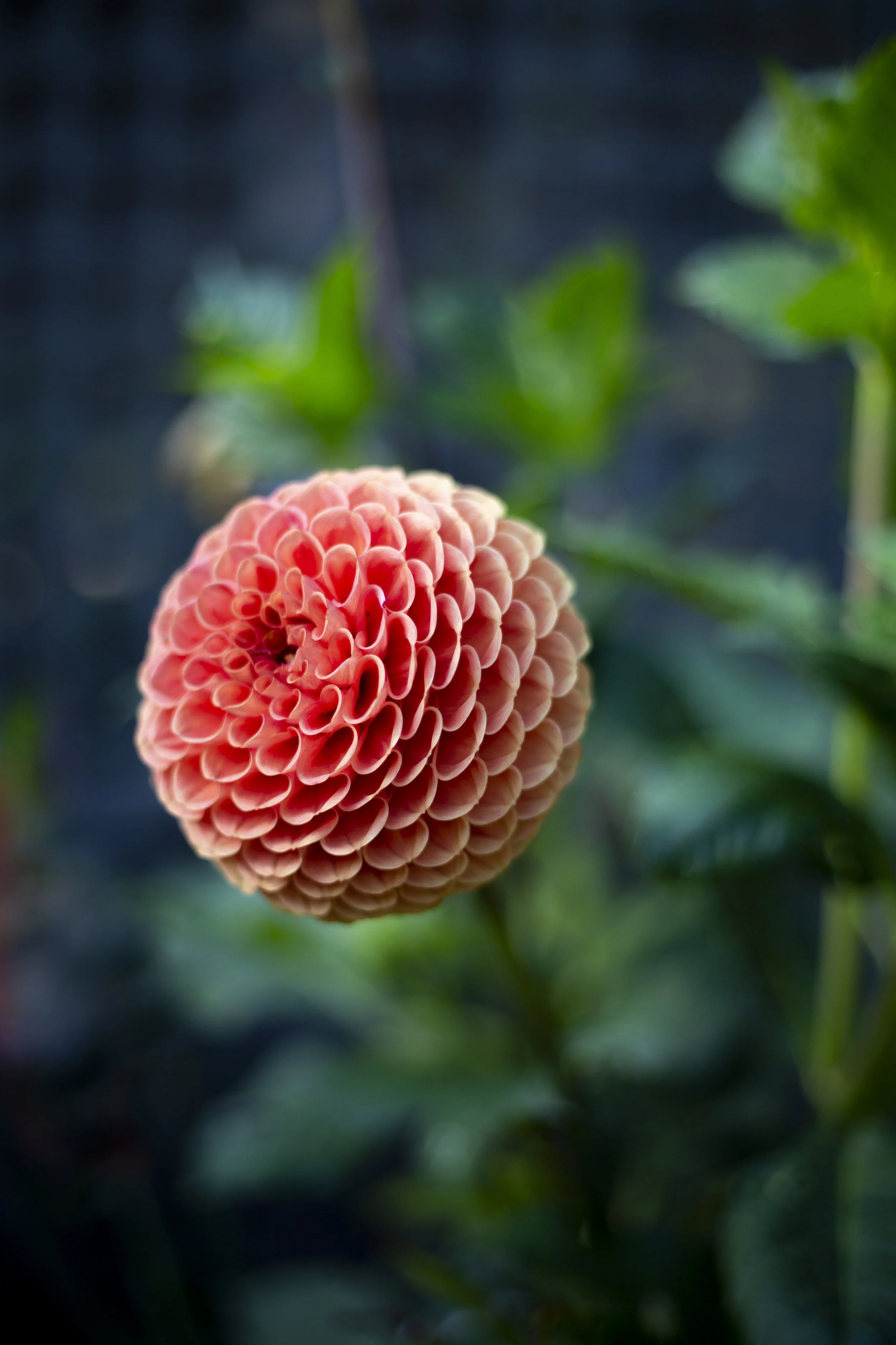 9C5A6516.JPG