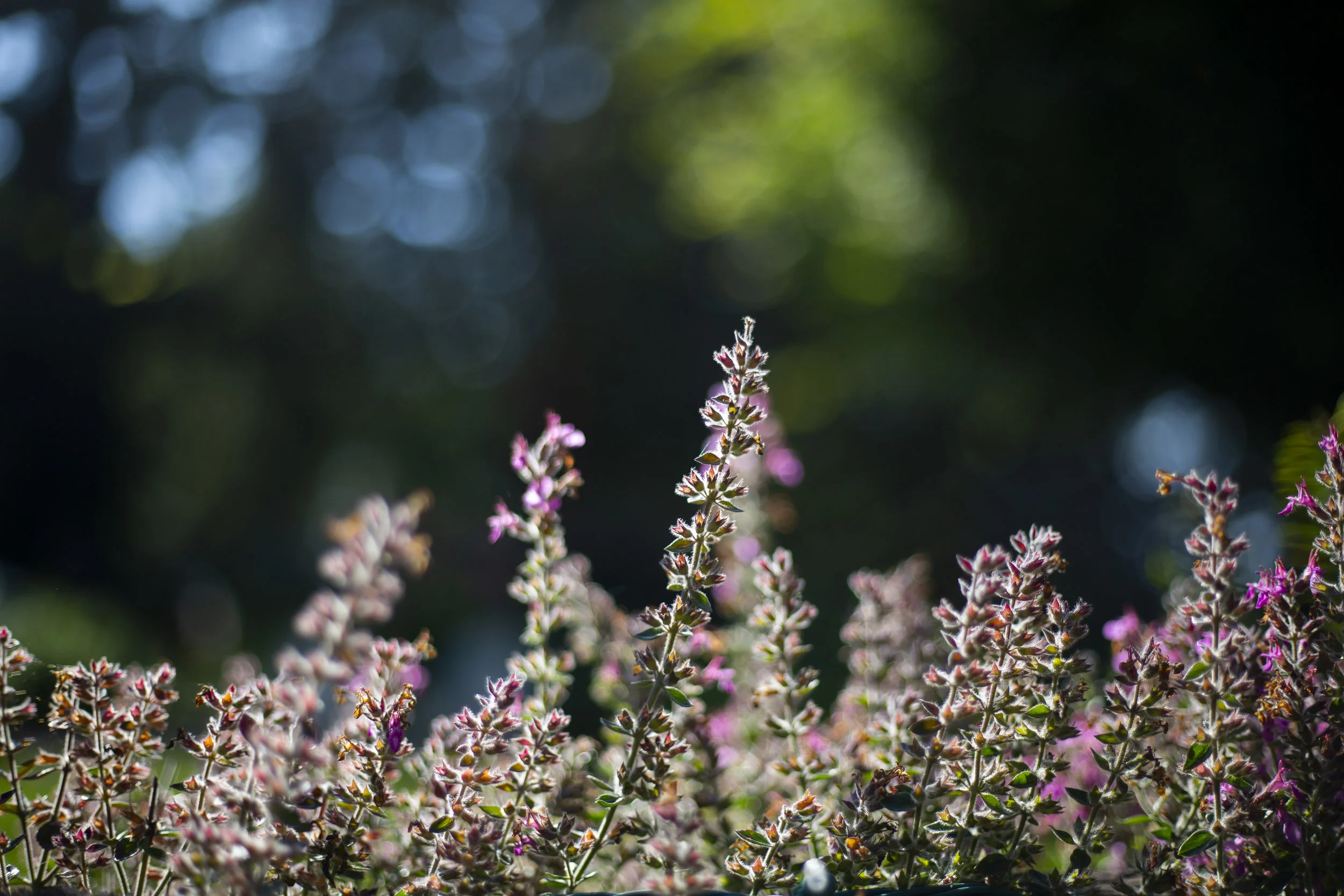 9C5A6565.JPG