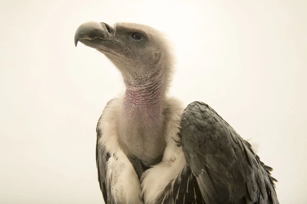 White-Rumped Vulture // Only around 5,000 alive in the wild