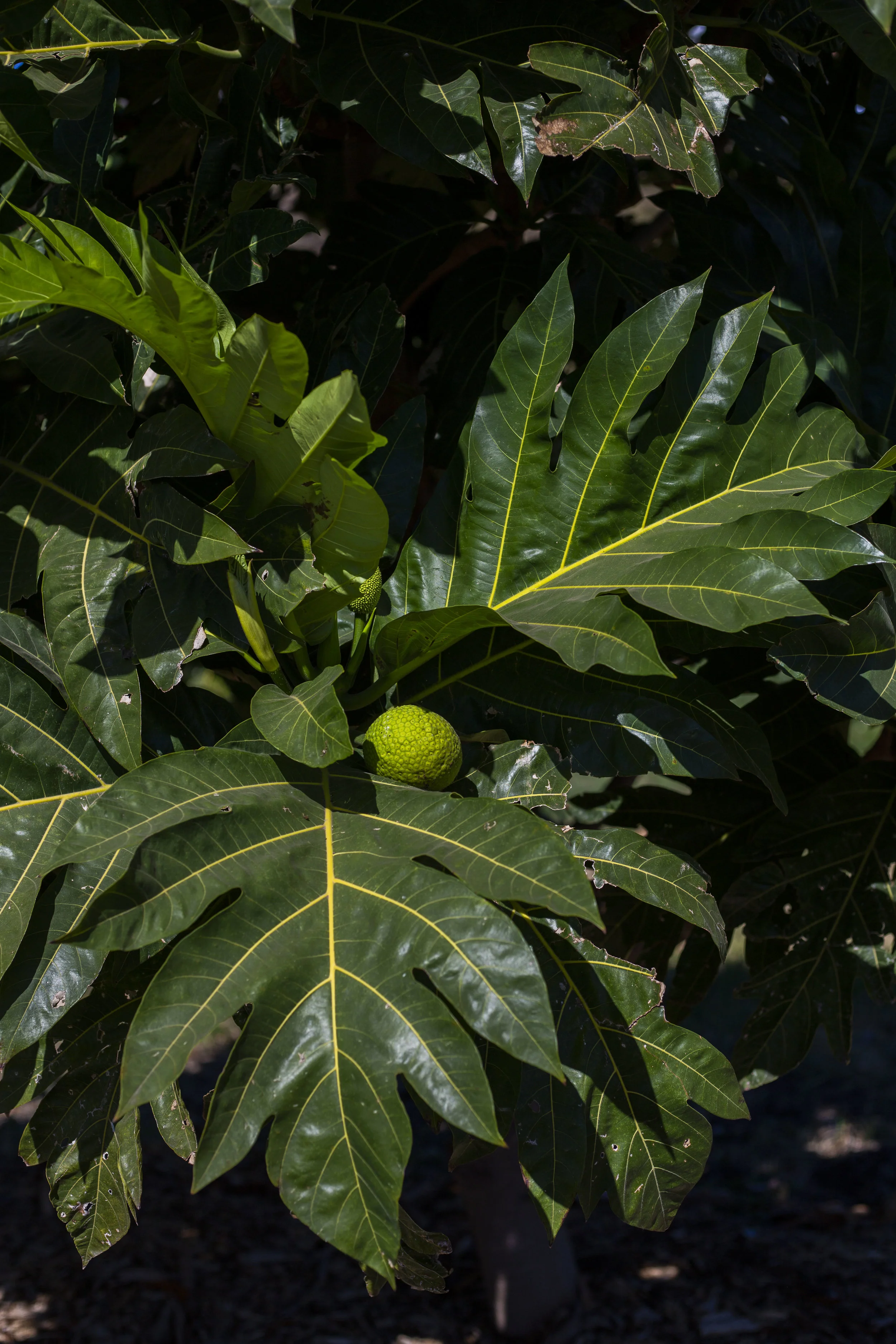 9C5A1164.JPG