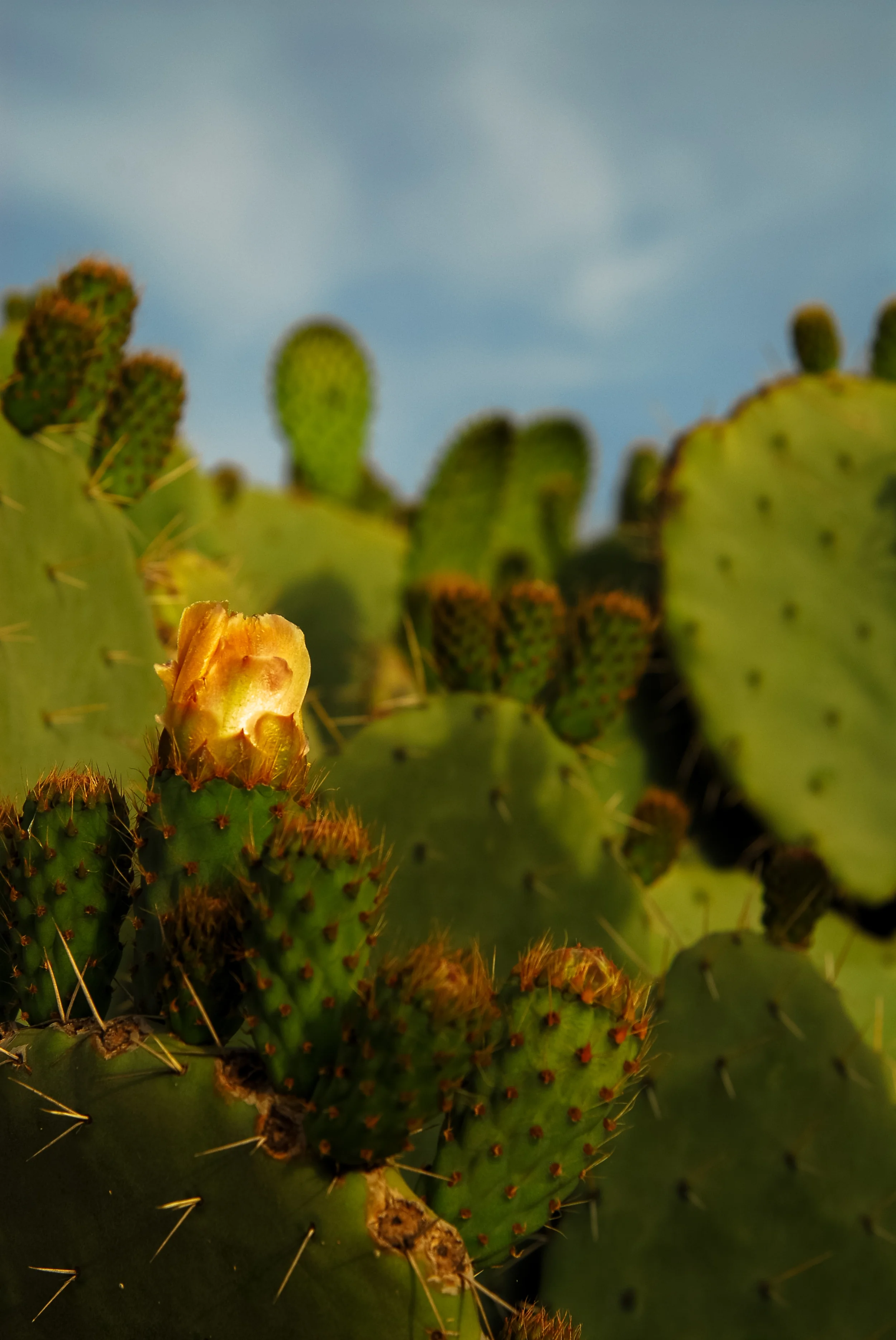 NATURE-2.jpg