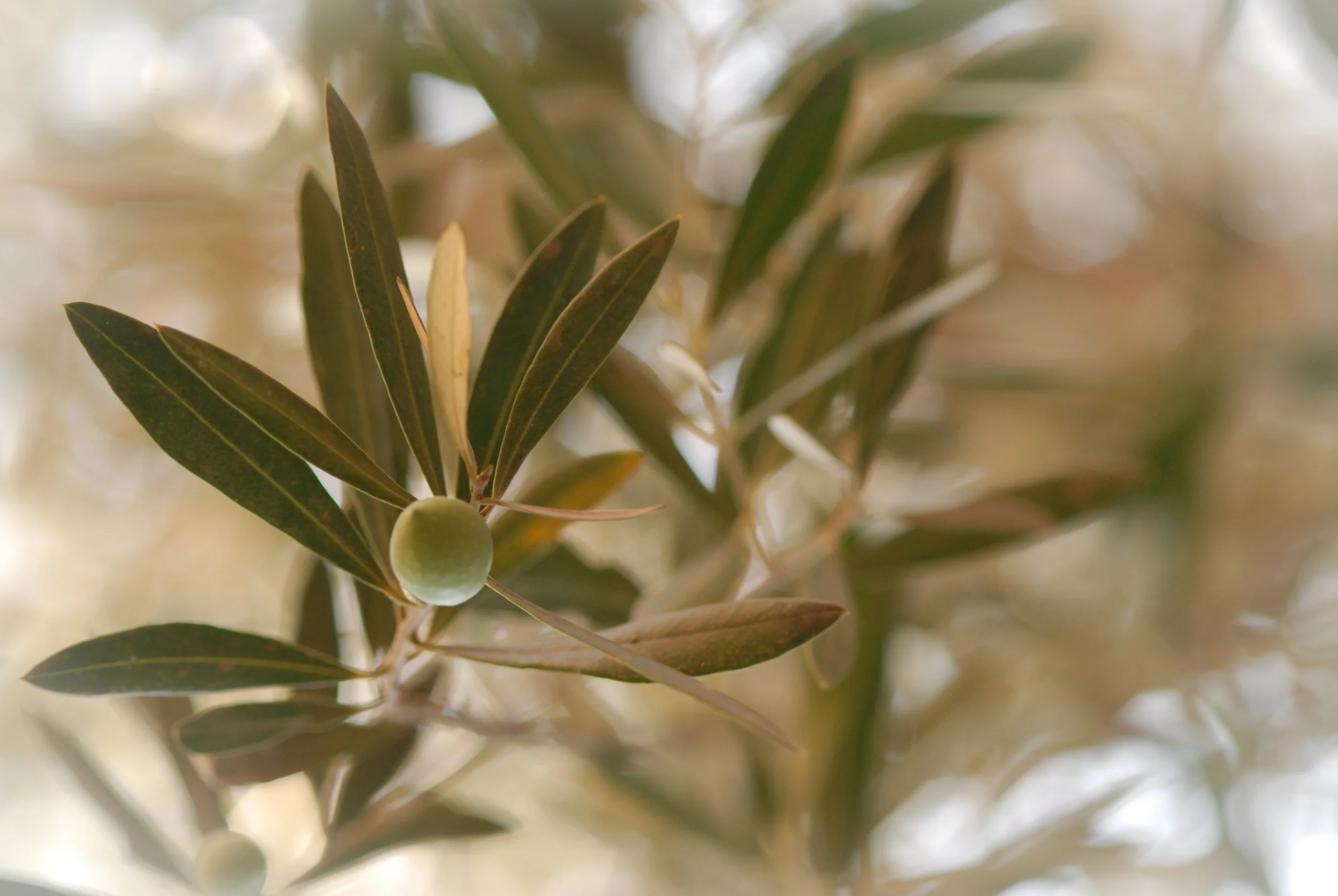 NATURE-5.jpg