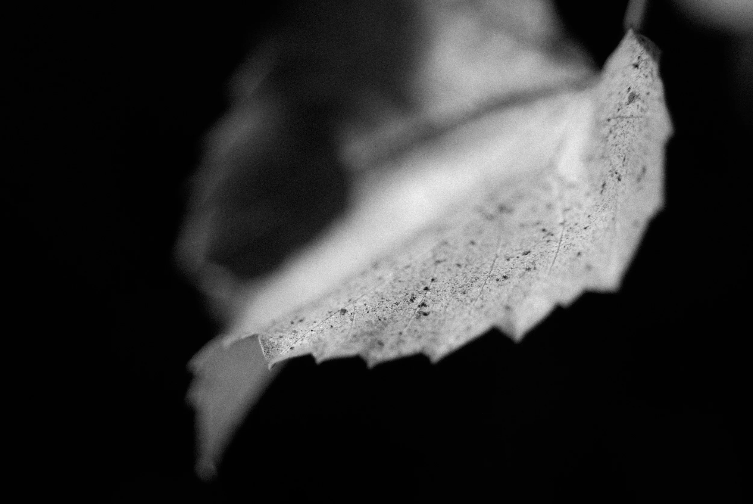 FALL2014-0071.jpg