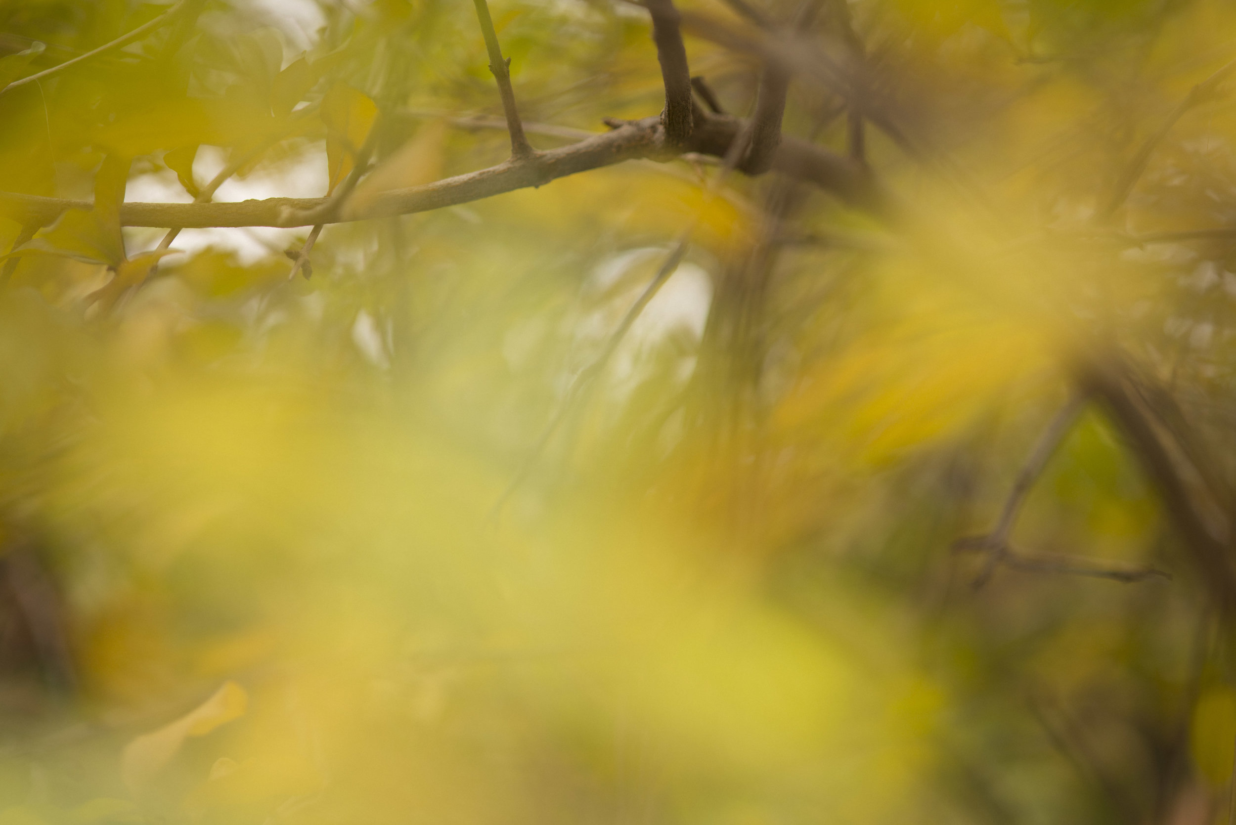 FALL2016-7863.jpg