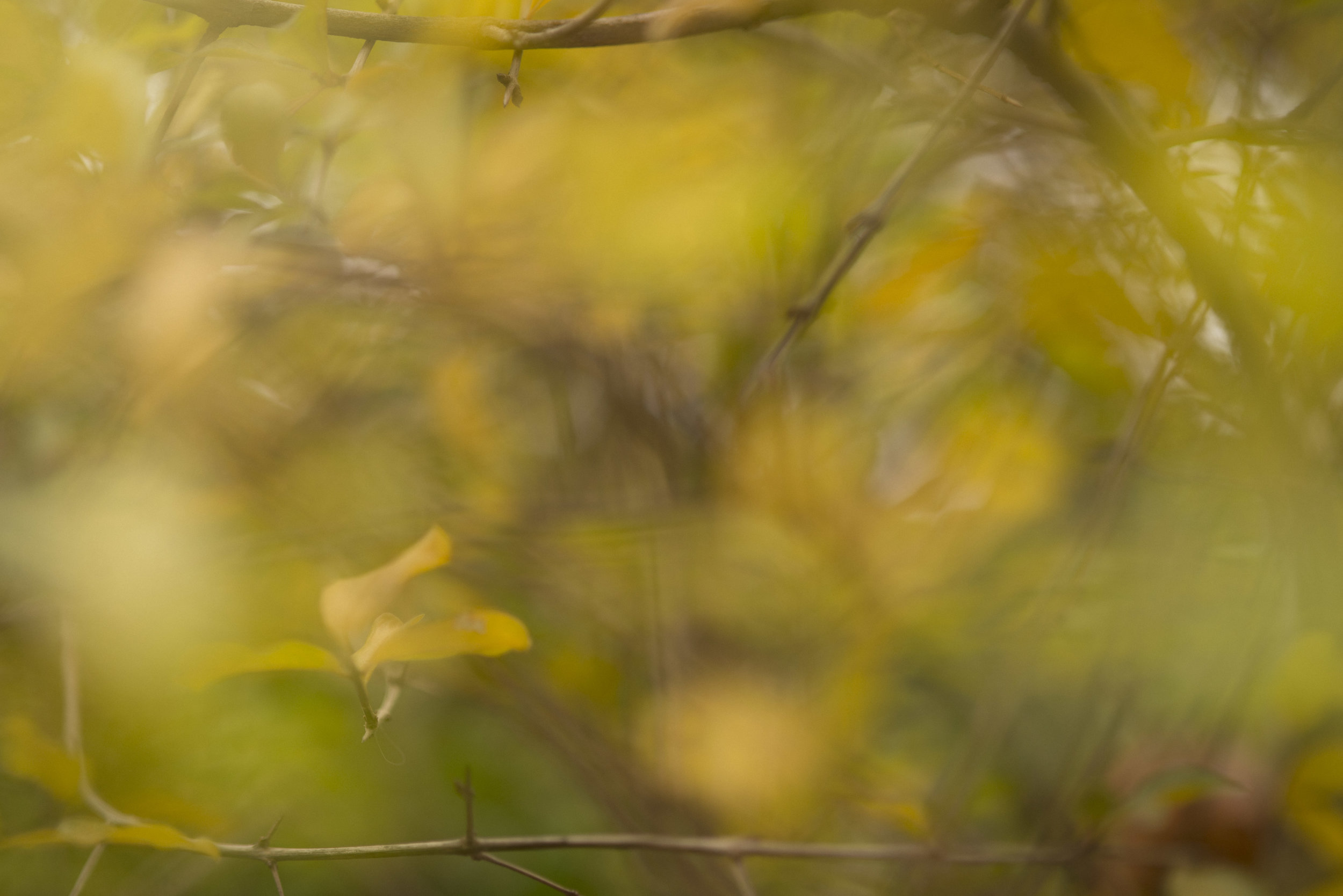 FALL2016-7864.jpg