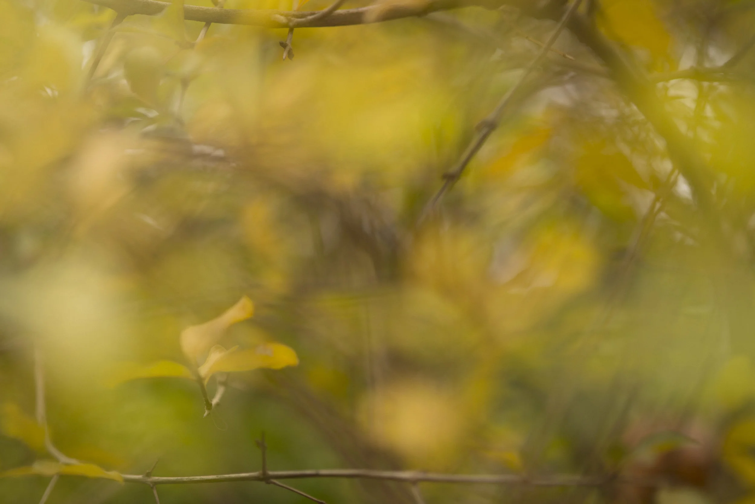 FALL2016-7864.jpg
