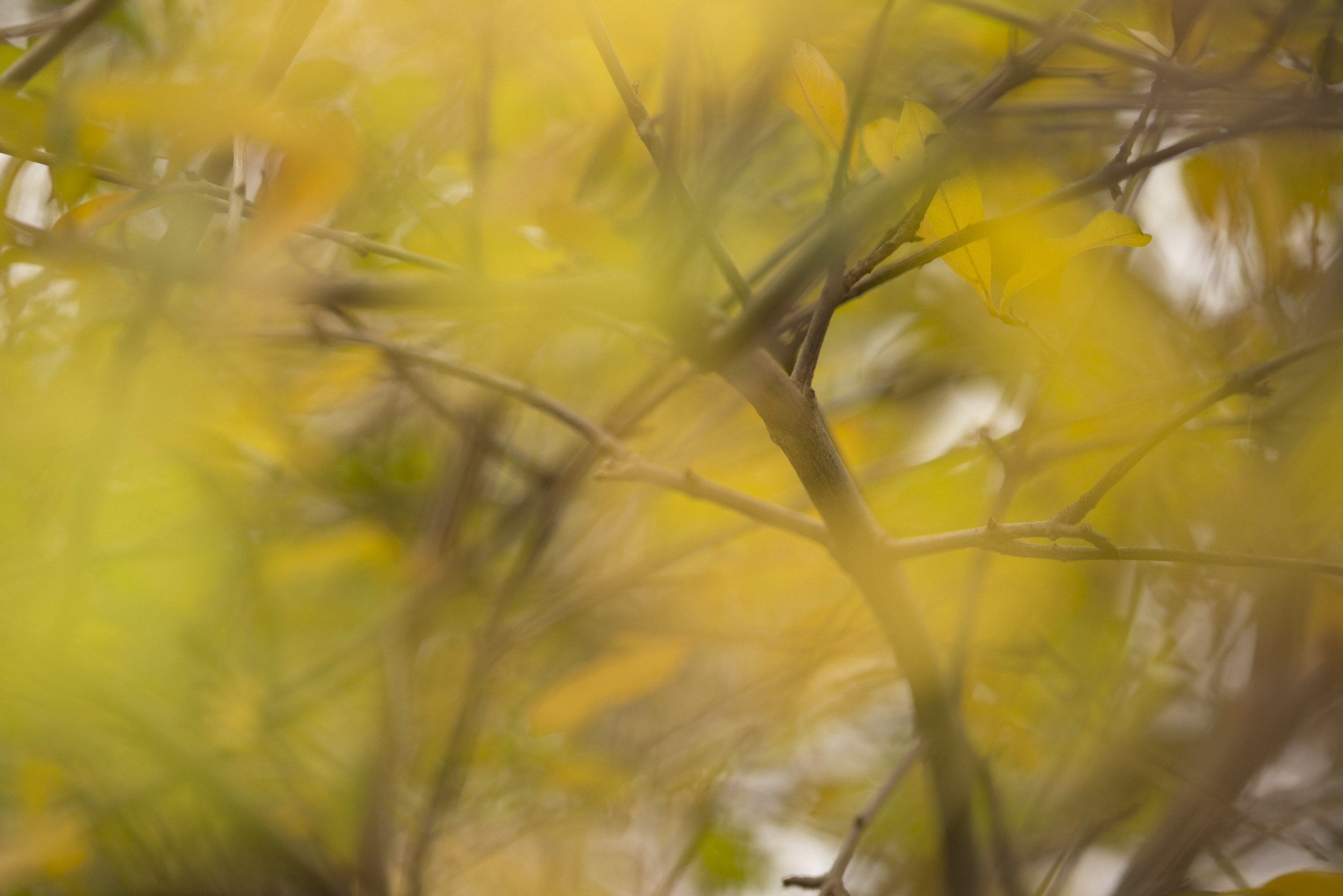 FALL2016-7865.jpg