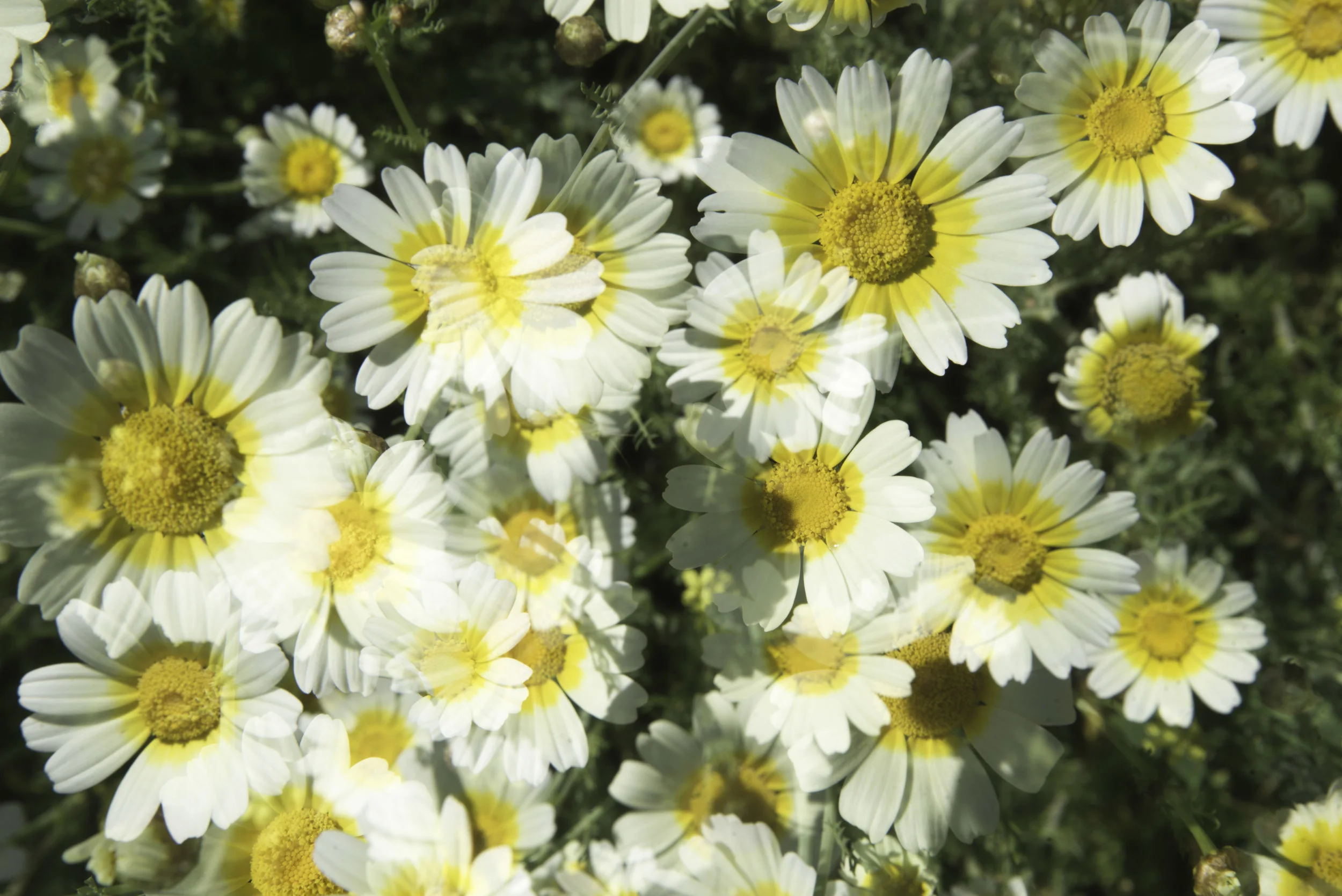 SPRING-9395.jpg