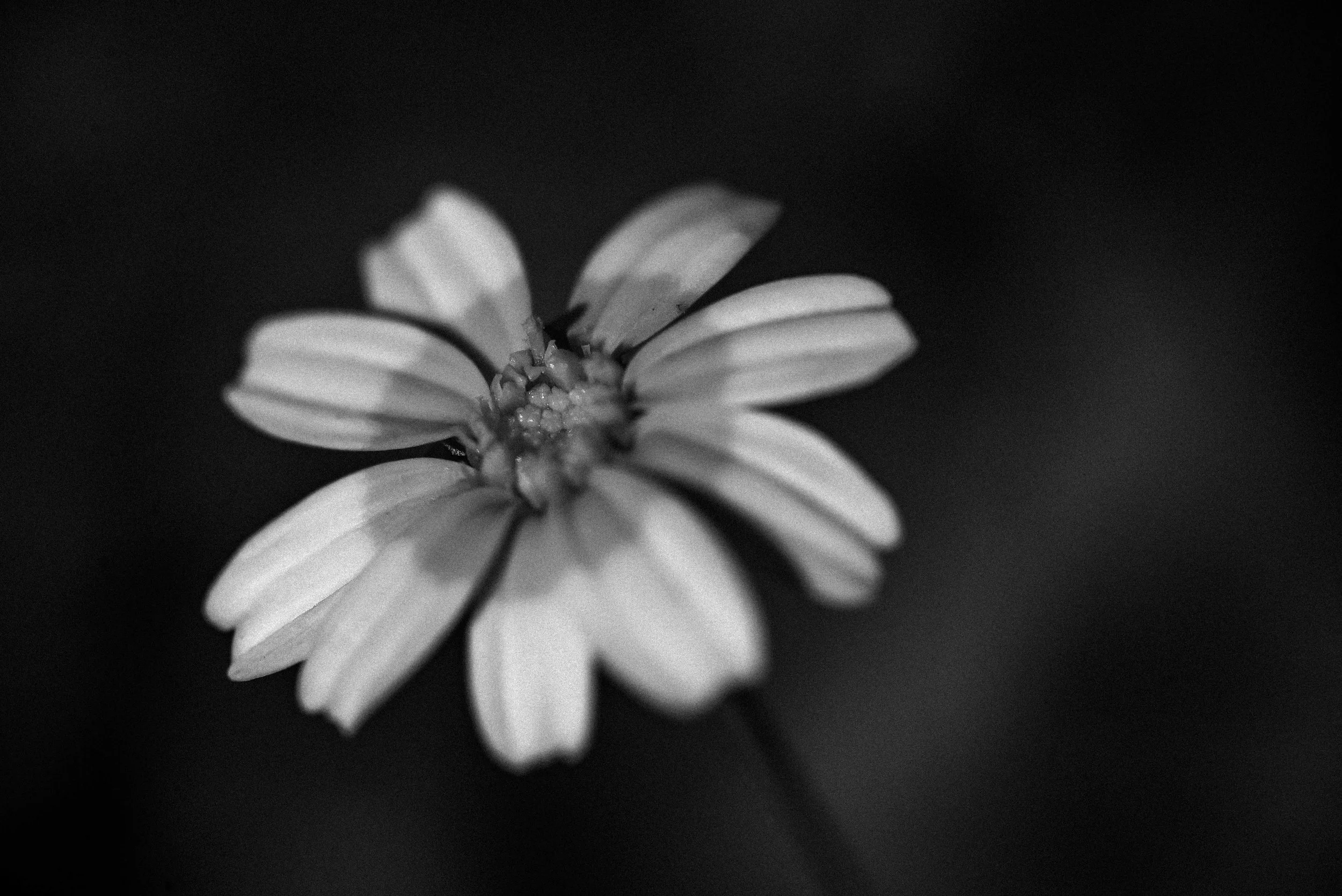 SPRING-9339-2.jpg