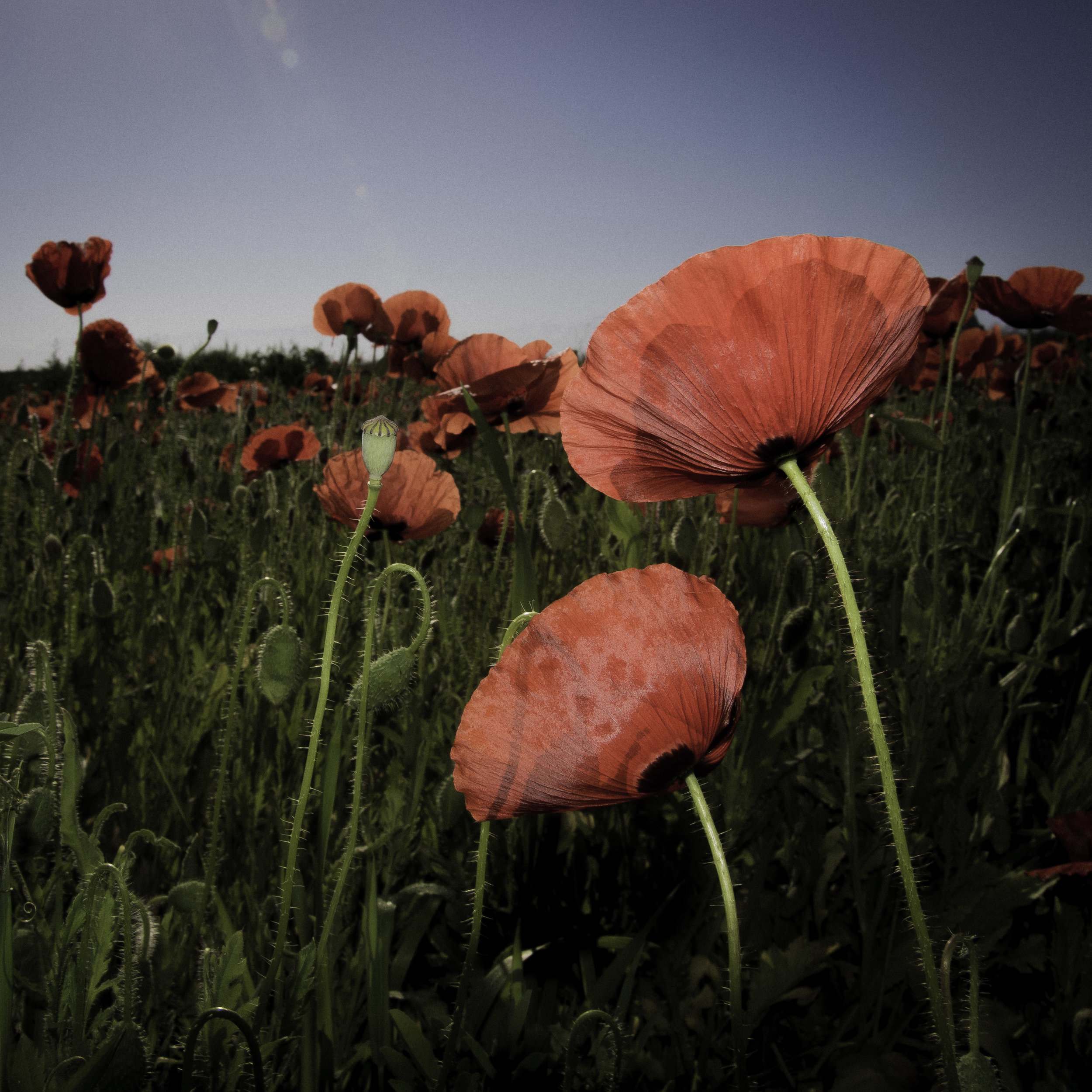COQUELICOT-9499.jpg