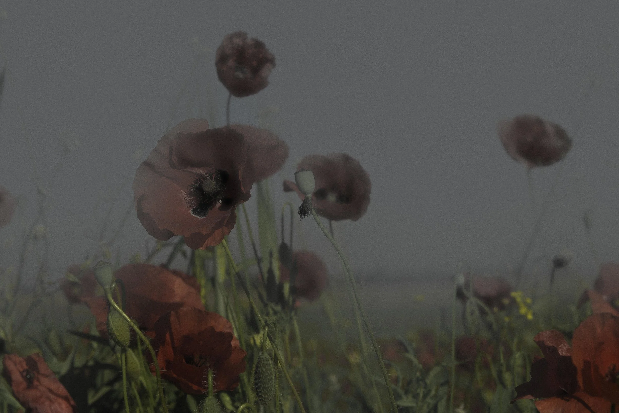COQUELICOT-9506.jpg