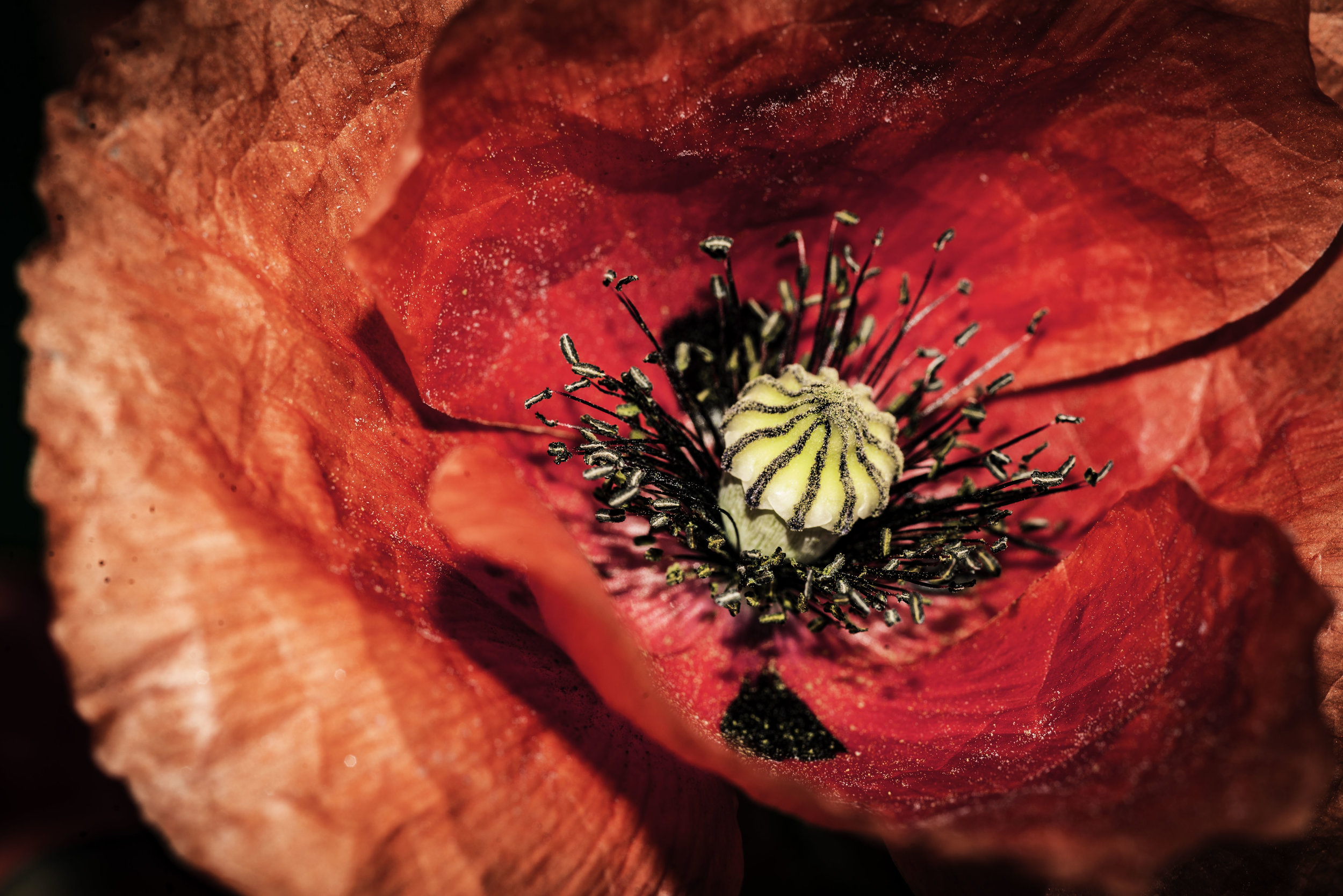 COQUELICOT-9518.jpg
