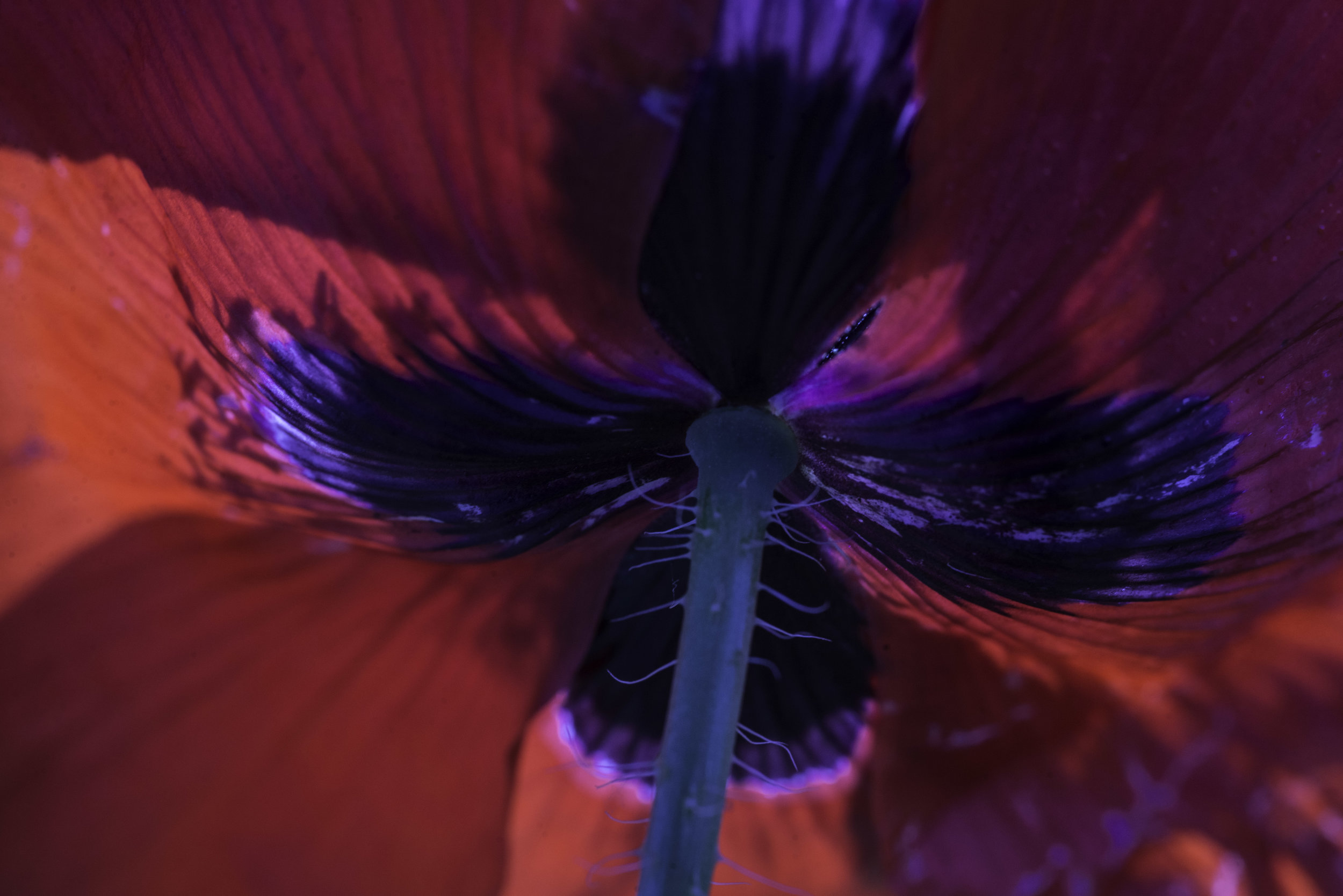 COQUELICOT-9524.jpg