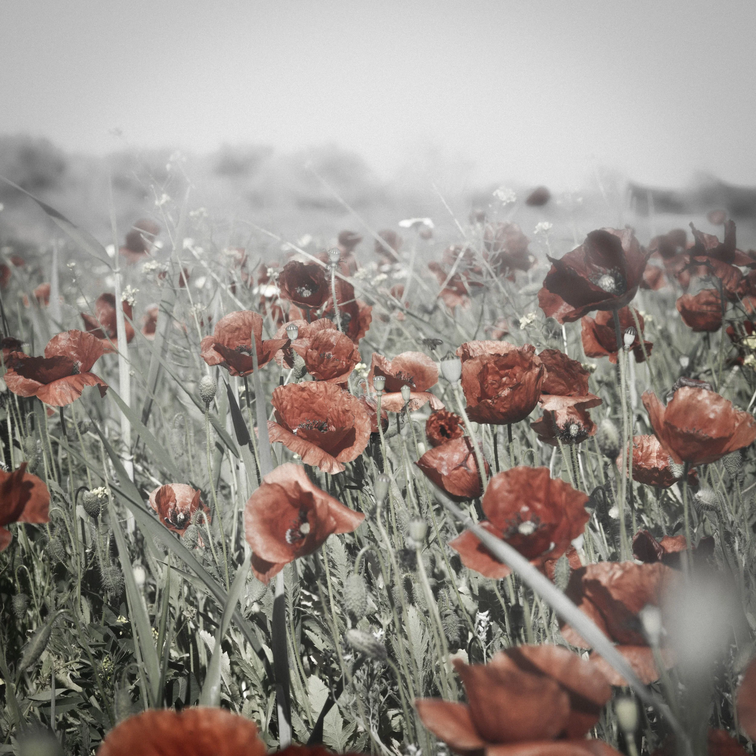 COQUELICOT-9525.jpg