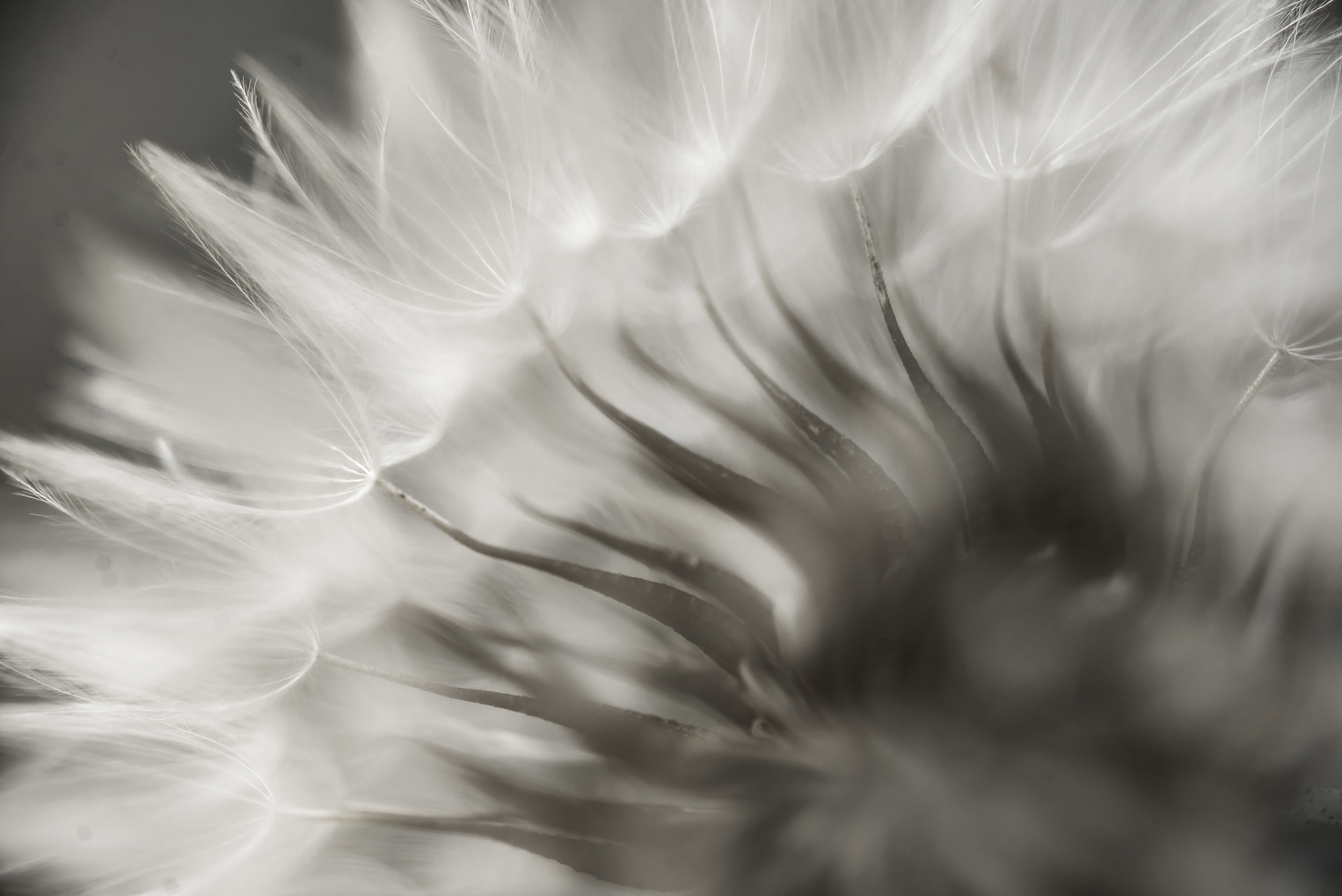 DANDELION-9769.jpg