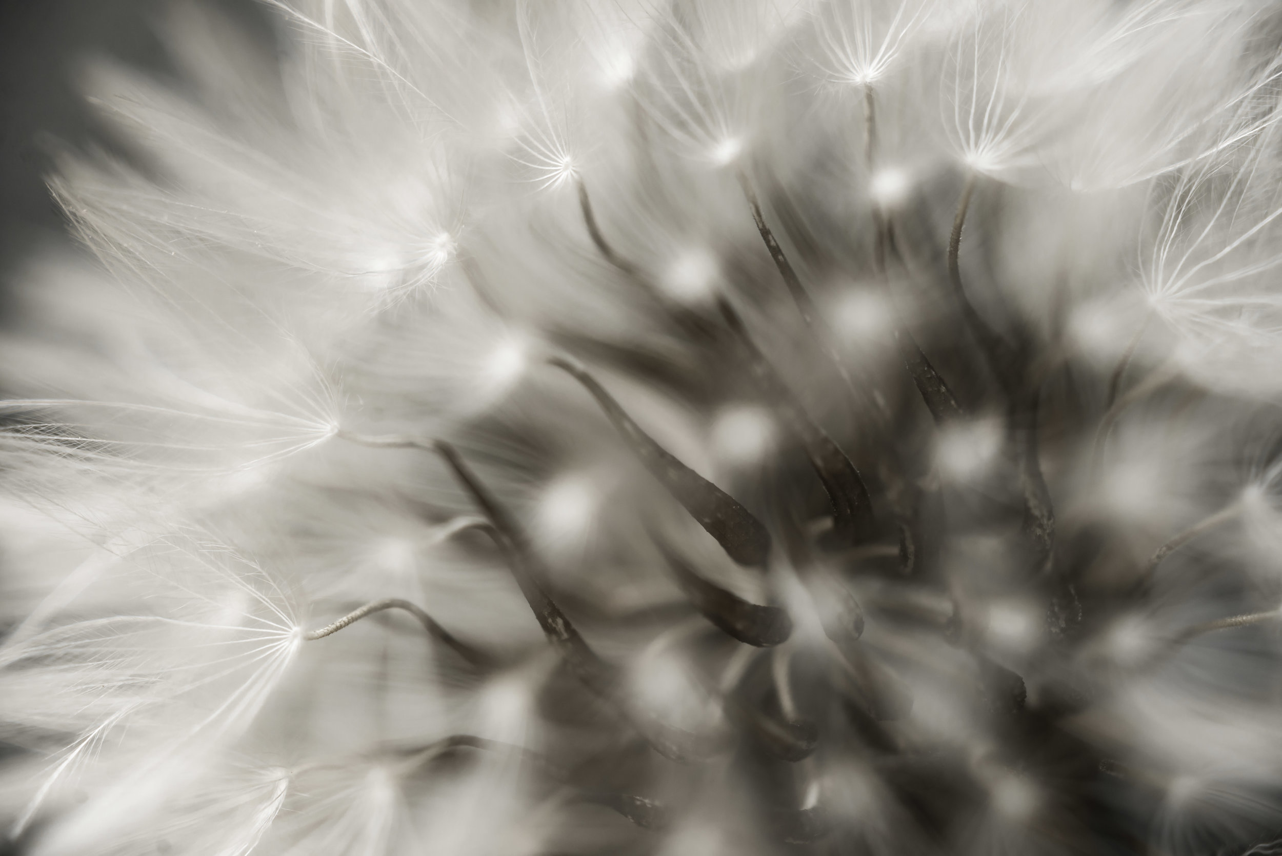 DANDELION-9770.jpg