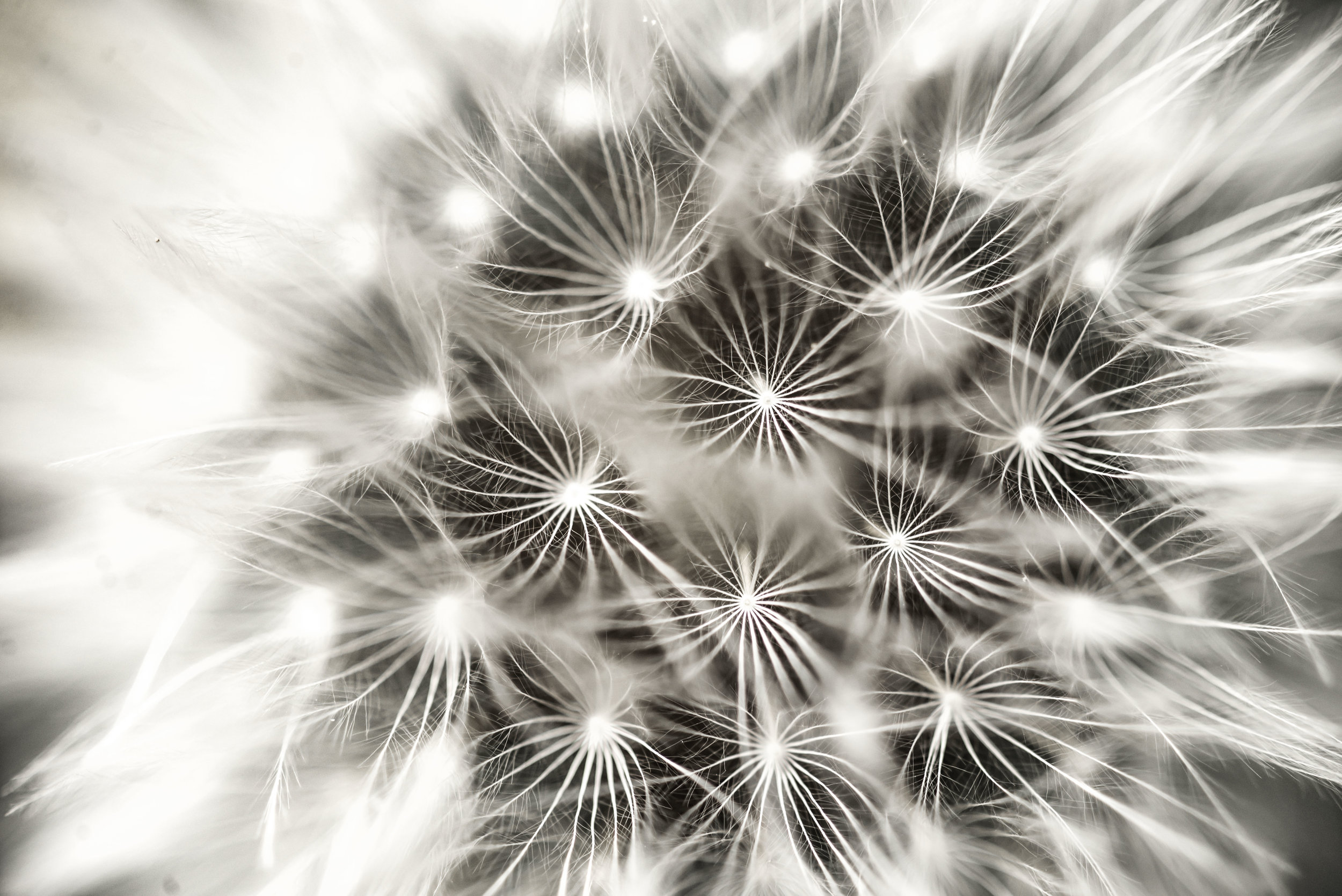 DANDELION-9775.jpg