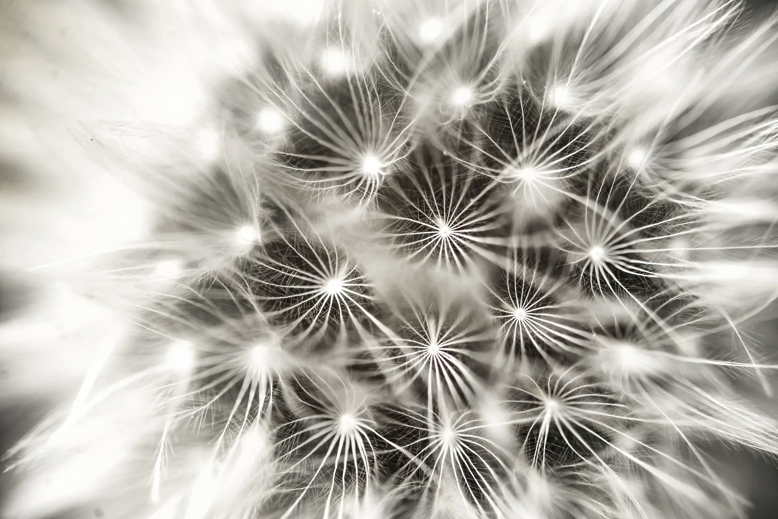DANDELION-9775.jpg