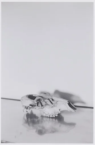 Skull into Mirror 2011 Unique c-print 15.2 x 10 cm / 6 x 4 in