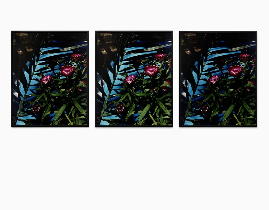 Strawflowers c-print, framed, 3 parts 2013 81 x 65.3 cm 1/5 + 2AP