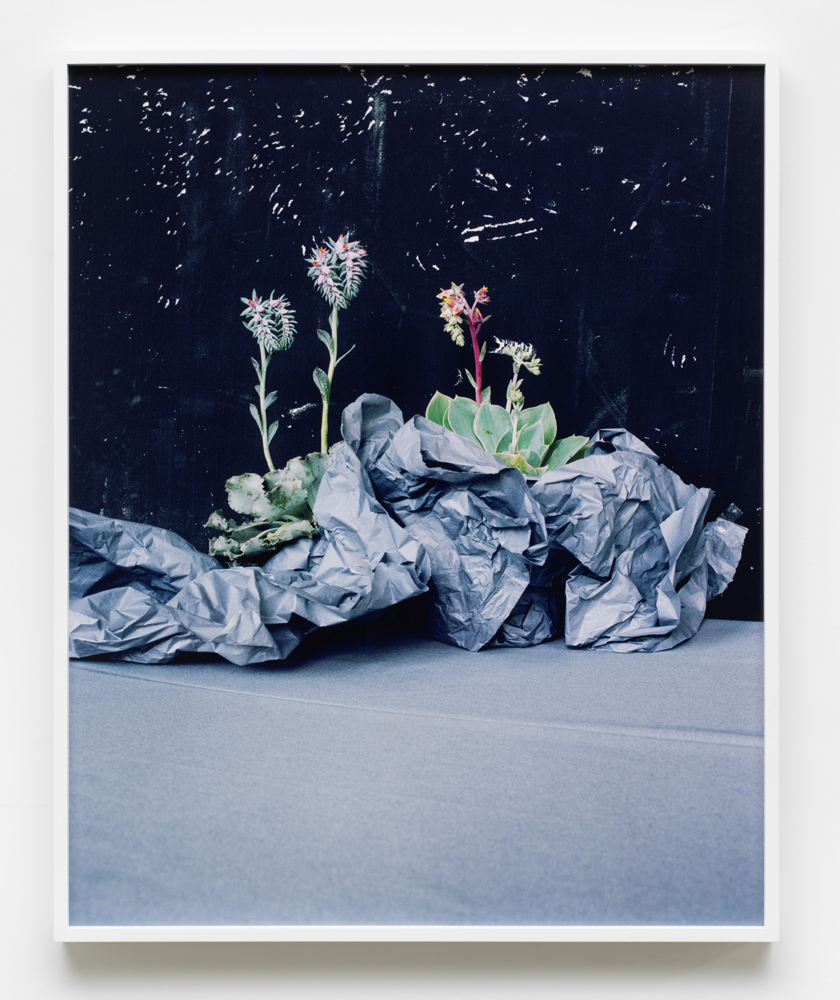     Desert Plants 2016 Archival pigment print, framed 86 x 70 cm / 33.8 x 27.5 in 