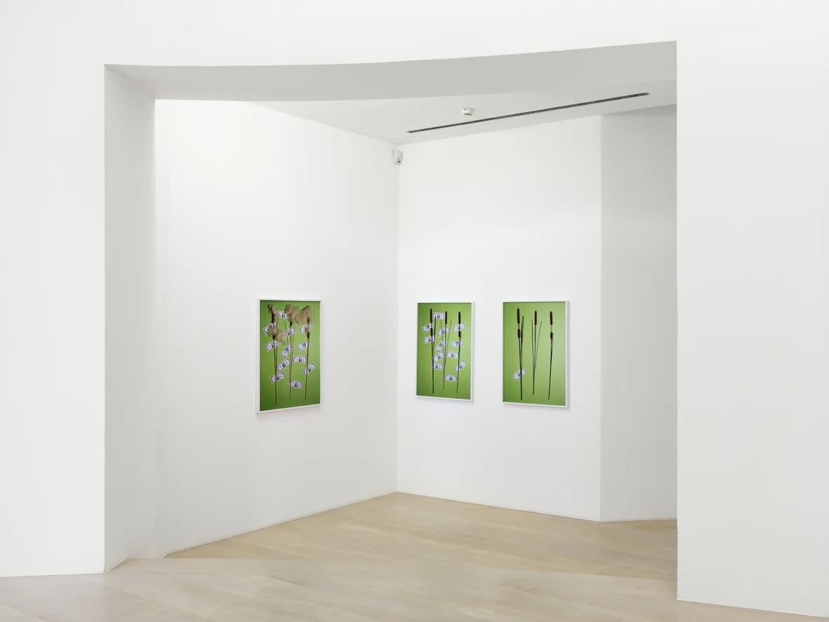 Leaves Installation View Kestnergesellschaft, Hannover, DE 2017