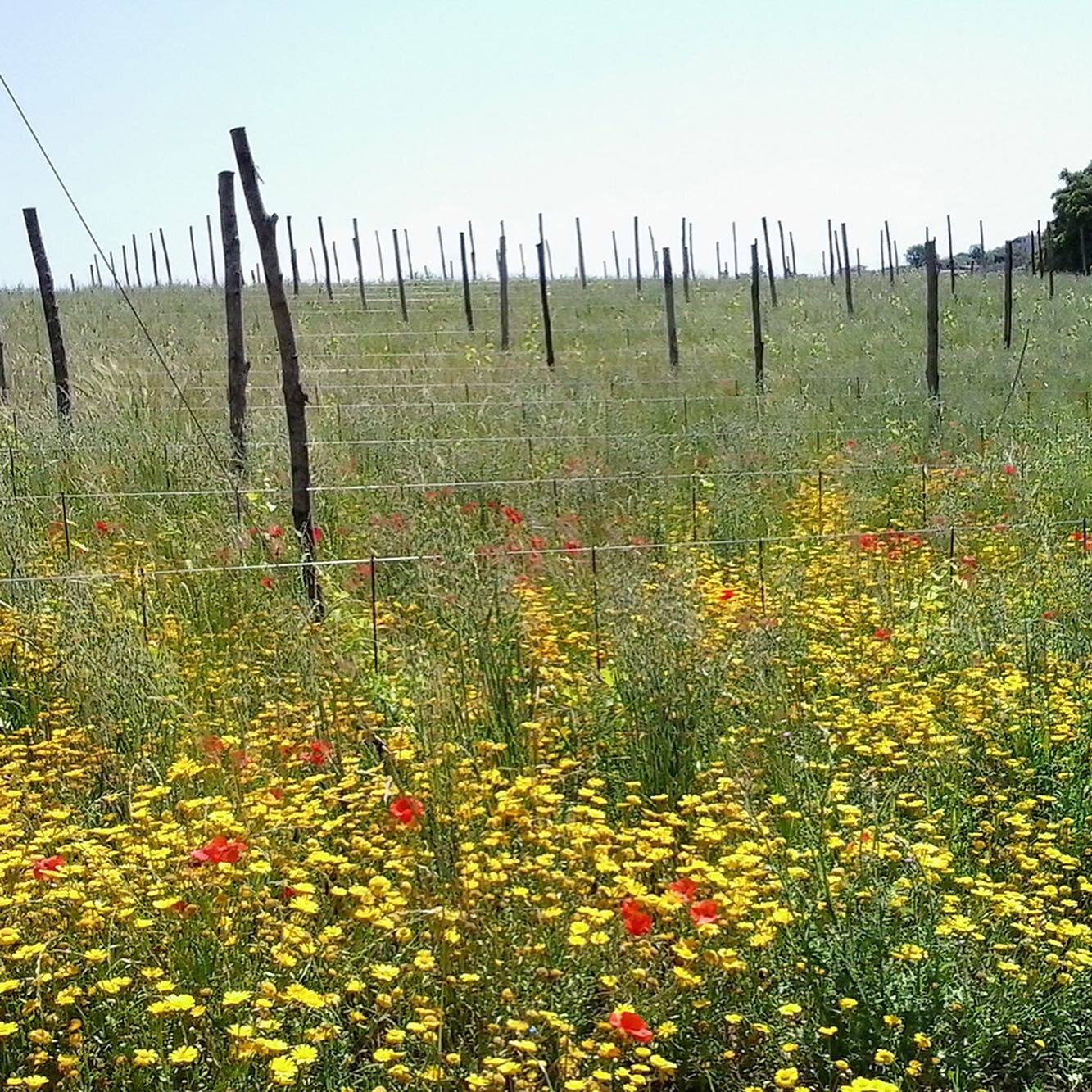 How beautiful are these photos from I Chicchi?!

&ldquo;We practice biodynamic agriculture, convinced that this agronomic practice is capable of increasing the fertility of the soils in a system of harmonies and balances with the plants, animals, ins