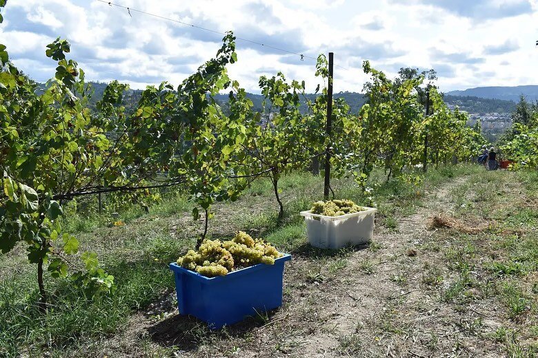 🌞Quinta Da Pamirinha🌞
.
Fernando Paiva is the farmer and winemaker behind Quinta da Palmirinha. Located in Sousa, Vinho Verde, he works with everything available around him to produce wines that reflect the nature of his surroundings. He practices 