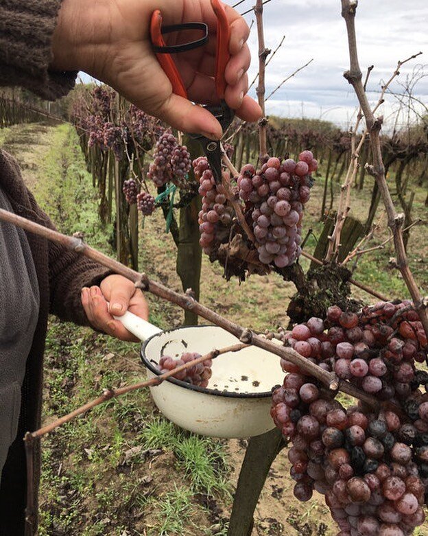 Balog &Agrave;rp&agrave;d grows vines and makes wines in a way that respects nature as well as the rich history of winemaking in Hungary that dates back to the Roman Empire. His cellar is located on the Great Hungarian Plain in a small village, H&oac