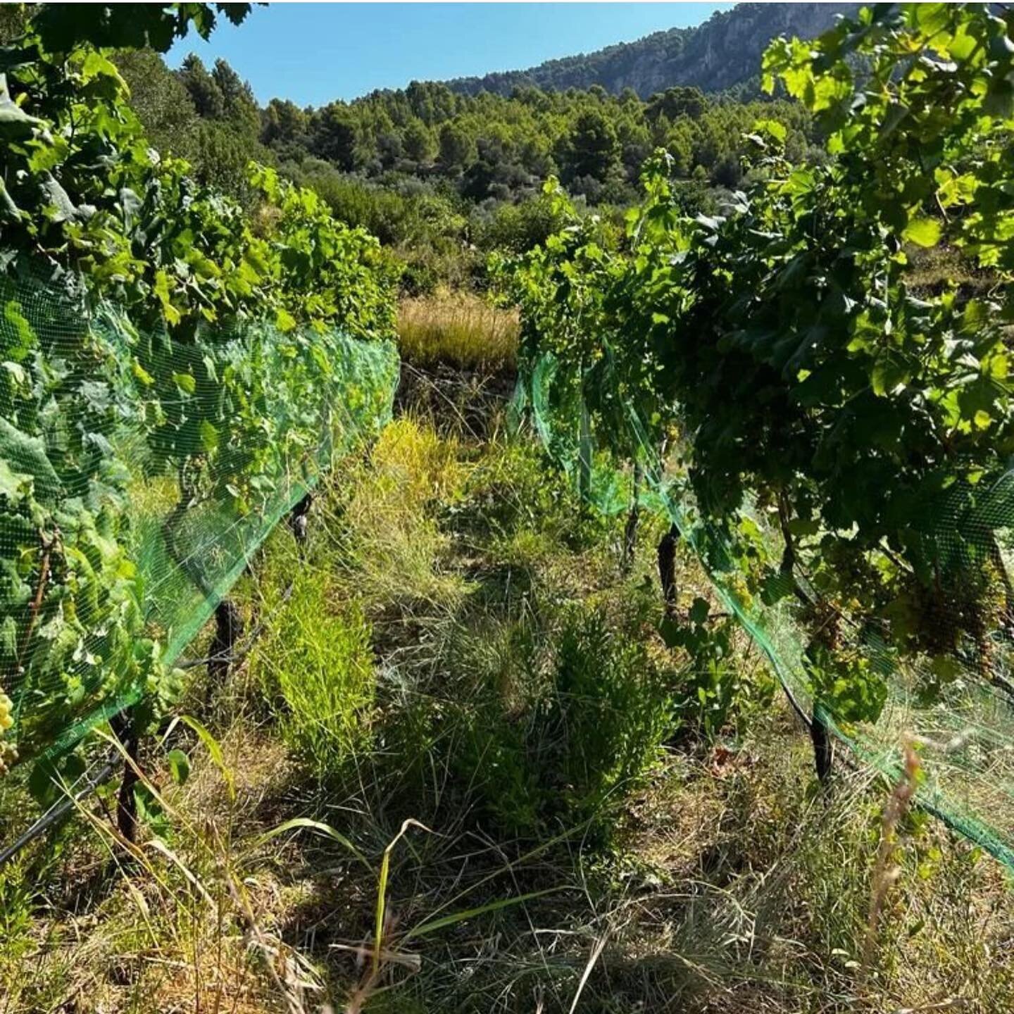 🌾MALLORCA🌾 Selva Vins is the personal project of Carlos Rodr&iacute;guez Furthmann, viticulturist by profession for more than 20 years. In 2015 he started what is now his personal project: Selva Vins, where Carlos can finally make his wines with co