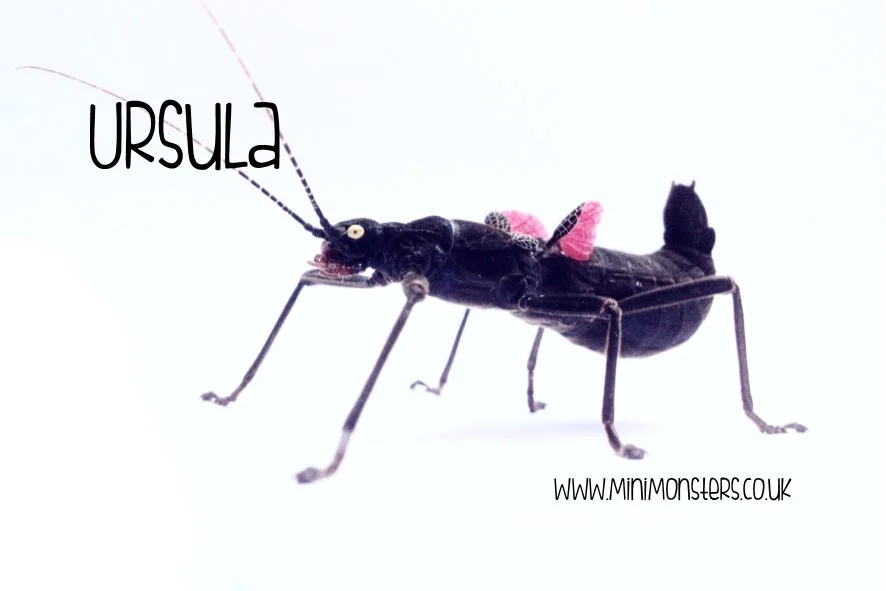Ursula the Black Beauty Stick Insect