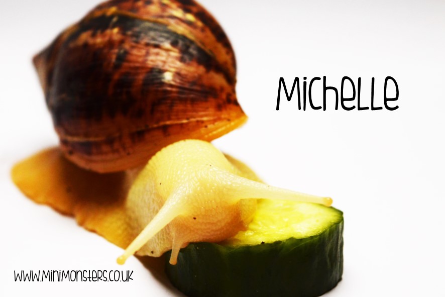 Michelle is an Albino Giant African Land Snail. She's a lot like Gary only she doesn't have any pigment in her body which makes her this unusual white colour. She was about six months old in this photo and she's already bigger than Gary!! Hopefully by the time you meet her she'll be enormous!