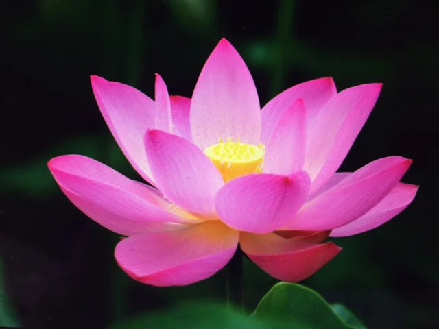 Lotus image.JPG